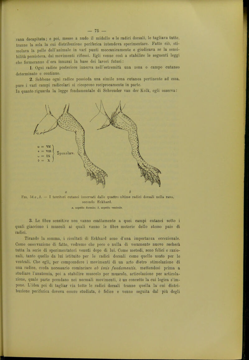 rana decapitata; e poi, messo a nudo il midollo e le radici dorsali, le tagliava tutte, tranno la sola la cui distribuzione periferica intendeva sperimentare. Fatto ci6, sti- inolava la polio deH'aniniale in vari punti moccauicaraeute e gitidicava se la sensi- bilita persisteva, dai niovimenti rillessi. Egli vonno cosi a stabilirc le seguenti leggi die forineranuo d'ora inuanzi la base dei lavori futiiri: 1. Ogni radico posteriore iunerva nell'estremita una zona o campo cutaneo detorminato o coutinuo. 2. Sebbone ogni radice possieda una simile zona cutanea pertinente ad essa. pure i vari campi radicolari si ricoprono reciprocamente in parte. In quanto riguarda la legge fondainentale di Schreuder van der Kolk, egli osserva: Fig. 54 a, b. — I tcrrituri cutanei iimervati dalle quattro ultime radici dorsali nella rana, secondo Eckhard. A, aspetto doraale; aspetto ventrale. 3. Le fibre sensitive non vanno esattamente a quei campi cutanei sotto i quali giacciono i muscoli ai quali vanno le fibre motorie dello stesso paio di radici. Tirando la somma, i risultati di Eckhard sono d'nna importanza eccezionale. Come osseivazione di fatto, vedremo die poco o nulla di veramente nuovo rechera tutta la serie di sperimcntatori venuti dopo di lui. Come metodi, sono felici e razio- nali, tanto quello da lui istituito per le radici dorsali come quello usato per le vcntrali. Che egli, per compiendere i movimenti di un arto dietro stimolazione di una radice, creda necessario cominciare ab imis fundamentis. mettendosi prima a studiaro l'anatomia, poi a stabilire muscolo per muscolo, articolazione per articola- zione, quale parte prendano nei normali movimenti, e un concetto la cui logica s*im- pone. L'idea poi di tagliar via tutte le radici dorsali tranne quella la cui distri- buzione periferica doveva essere studiata, e felice e venno seguita dal piu degli