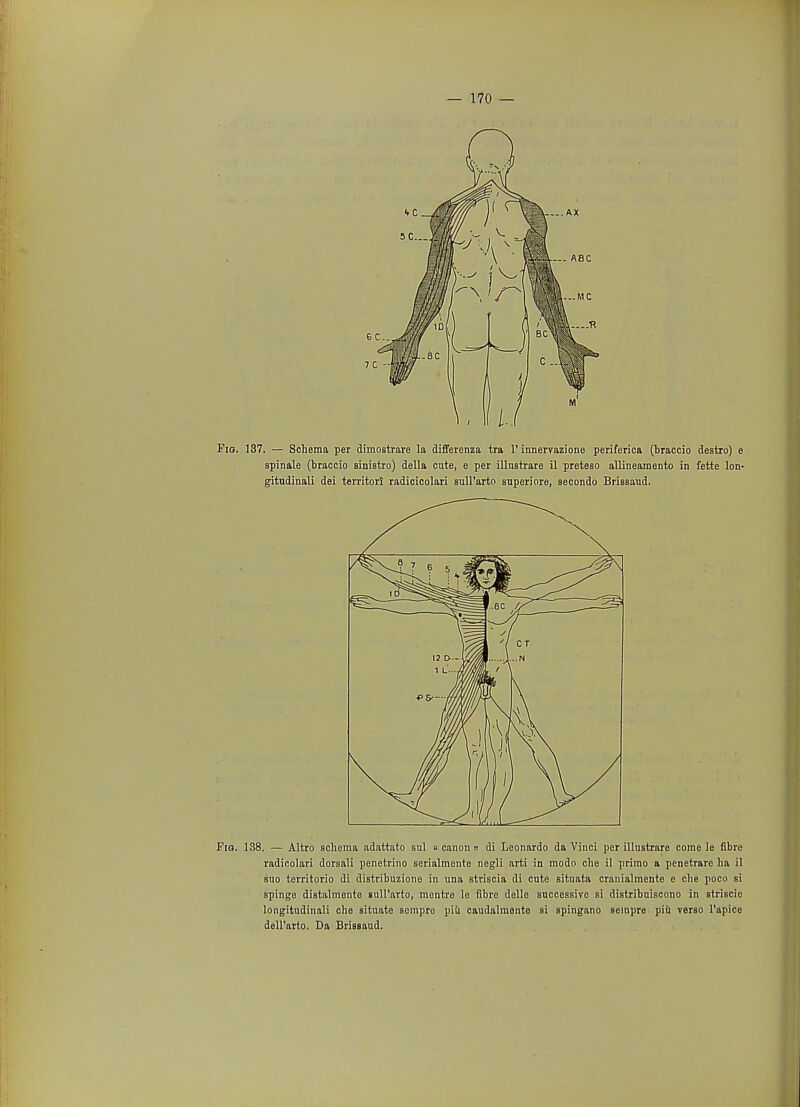 Fig. 187. — Schema per dimostrare la differenza tra V innervazione periferica (braccio destro) e spinale (braccio sinistra) della cute, e per illnstrare il preteso allineamento in fette lon- gitudinali dei territori radicicolari sull'arto snperiore, secondo Brissaud. Fig. 138. — Altro schema adattato sul « canon » di Leonardo da Vinci per illustrare come le fibre radicolari dorsali penetrino sorialmente negli arti in modo che il primo a penetrare ha il suo territorio di distribuzione in una striscia di cute situata cranialmente e che poco si spinge diBtalmente sull'arto, montre lo fibre delle successive si distribuiscono in striscio longitudinali che situate sempro piii caudalmonte si spingano seinpre piii verso l'apice dell'arto. Da Brissaud.