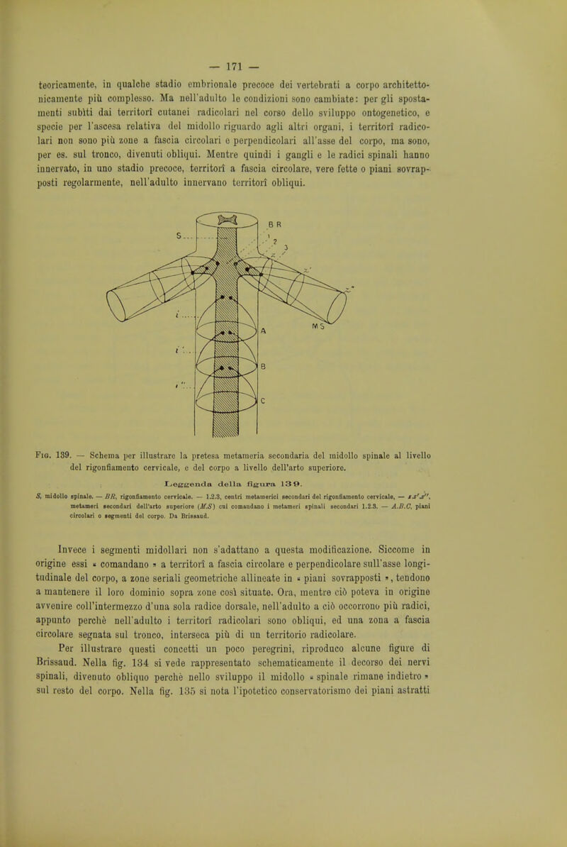 teoricamente, in qualche stadio embrionale prococe doi vertobrati a corpo architetto- nicamente piu complesso. Ma nell'adulto le coudizioni sono cambiate: per gli sposta- menti subiti dai territori cutanei radicolari nel corso dello sviluppo ontogenetico, e specie per l'ascesa relativa del midollo rignardo agli altri organi, i territori radico- lari non sono piu zone a fascia circolari o perpendicolari all'asse del corpo, ma sono, per 68. sul tronco, divenuti obliqui. Mentre quindi i gangli e le radici spinali hanno innervate, in uno stadio precoce, territori a fascia circolare, vere fette o piani sovrap- posti regolarrnente, nell'adulto innervano territori obliqui. Fig. 189. — Schema per illustrare la pretcsa metaraeria secondaria del midollo spinale al livello del rigonfiamento cervicale, e del corpo a livello dell'arto superiore. JLieggenda della figura 139. S, midollo spinale. — BR, rigonfiamento cervicale. — 1.2.3, centri metatnerici secondari del rigonfiamento cervicale, — ij'j, metameri lecondari dell'arto superiore (M.S) cni comaudauo 1 metameri spinali Becondari 1.2.3. — A.B.C. piani circolari o segmenti del corpo. Da Brissaud. Invece i segmenti midollari non s'adattano a questa moditicazione. Siccome in origine essi « comandano » a territori a fascia circolare e perpendicolare suH'asse longi- tudinale del corpo, a zone seriali geometriche allineate in « piani sovrapposti », tendono a mantenere il loro dominio sopra zone cosi situate. Ora, mentre cid potova in origine avvenire coll'intermezzo d'una sola radice dorsale, nell'adulto a cid occorrono piii radici, appunto perche neH'adulto i territori radicolari sono obliqui, ed una zona a fascia circolare segnata sul tronco, interseca piu di un territorio radicolare. Per illustrare questi concetti un poco peregrini, riproduco alcune figure di Brissaud. Nella fig. 134 si vede rappresentato schematicamente il decorso dei nervi spinali, divenuto obliquo perche nello sviluppo il midollo  spinale rimane indietro » sul resto del corpo. Nella fig. 135 si nota l'ipotetico conservatorismo dei piani astratti