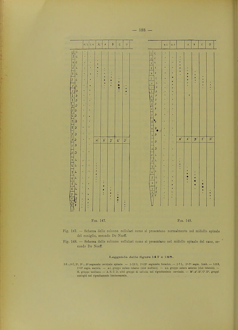 [I M 1A fi c D i J c f c f c 6 c . / c • • • J_ I 0 0 • • • 1 0 • 3 J> I 5 a 7 J> ? D D D « j> A' S' 6' // /2 D 1 L L L j 5 L * L L # 6 L. * ? 11 rr L s s J • > A P C 0 c c • c • c • c c • • B • J> • 1 D J) • J • J) • h p • J) .D P J)' D fl L L 1. L I • • L • • f • • • • Fig. 147. Fig. 148. Fig. 147. — Schema delle colonne cellulari come si presentano normalmente nel midollo spinale del coniglio, secondo Do Neeff. Fig. 148. — Schema delle colonne cellulari come si presentano nel midollo spinale del cano, se- condo De Neeff. Leggenda delle figure 14 7 e 1-dtS. 2.3 ..,8 0, 2°, 3... 8° sogmonto ecryicalo spinale. — 1-121), 1M2 sogmento toracico, — 1-7 L, l°-7° aogm. lomb. — 1-3 S, l°-3° aegm. aacralo. — a.i, gruppo autoro interno (cloo mediate). — a,c, gruppo aatoro esterno (cio6 laternlo). — M, gruppo medlano. — A. H. 0. D, altri gruppi di cellule, nol rigonflamonlo uorvicalo. — M'. A'. K'. C. D', gruppi analogltl nel rigonfiamonto lotnbo-Bacralo,