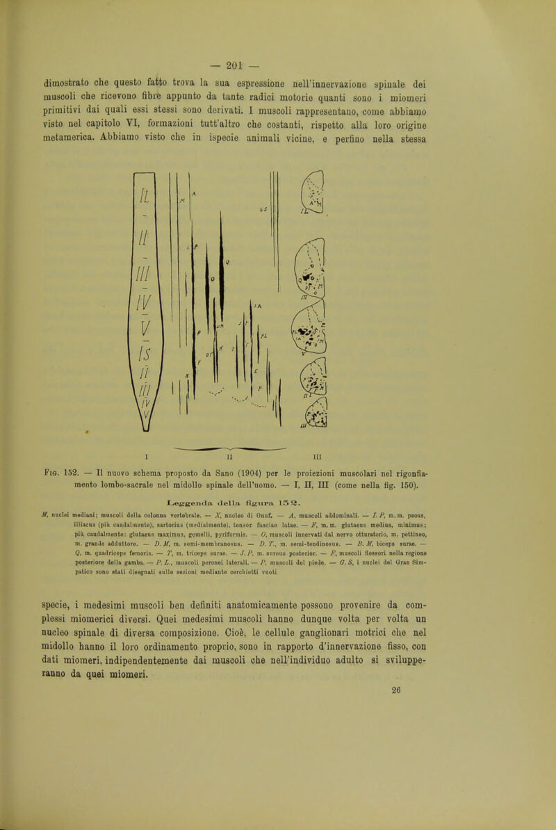 dimostrato che questo fatto trova la sua espressione nell'innervazione spinale dei uiuscoli che ricevono fibre appunto da tante radici motorio quanti sono i miomeri priraitivi dai quali essi stessi sono derivati. I muscoli rappresentano, come abbiamo visto nel capitolo VI, formazioni tutt'altro che costanti, rispetto alia loro origine motamerica. Abbiamo visto che in ispecie animali vicine, e perfino nella stessa i ii in Fio. 152. — II nuovo schema proposto da Sano (1904) per le proiezioni muscolari nel rigonfia- raento lombo-sacrale nel midollo spinale dell'uorao. — I, II, III (come nella fig. 150). I--effgendn tlelln fio;i* 15S3. naclei mediani; mascoli della colonna rertebrale. — X, nacleo di Onuf. — A, muscoli addominall. — LP, m.m. psoas, illiacu3 (piii caudalmente), sartoriu* (inediulmente), tensor fasciae latae. — /'. m.m. glutaeus medius, minimus; piii caudalmento: glutaeus maximus, gemelli, pyriformis. — 0, muscoli innervati dal nervo otturatorio, m. pettioeo, m. grande addtittore. — D. 3f, m. somi-merabranosus. — D. T., m. semi-tendinosus. — B. if, biceps surae. — Q, m. quadriceps femoris. — T, m. triceps surae. — /. P, m. aureus posterior. — /', muscoli flessori nella regions posteriore delta gamba. — /' L,, muscoli peronei lateral). — P, muscoli del piede. — G. S, i nuclei del Qran Stm- patico sono atati disegnati snlle sezioni modlatite cercliiotti vuott specie, i medesimi muscoli ben definiti anatomicamente possono provenire da com- plessi miomerici diversi. Quei medesimi muscoli hanno dunque volta per volta un nucleo spinale di diversa composizione. Cioe, le cellule ganglionari motrici che nel midollo hanno il loro ordinamento proprio, sono in rapporto d'innervazione fisso, con dati miomeri, indipendentemente dai muscoli che nell'individuo adulto si sviluppe- ranno da quei miomeri. 26