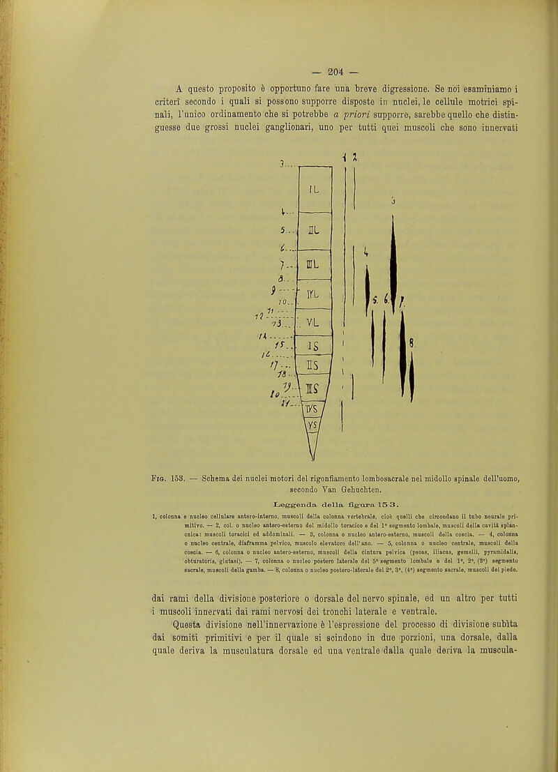 A questo proposito e opportiino fare una breve digressione. Se noi esaminiamo i criteri secondo i quali si possono sxipporre disposte in nuclei, le cellule motrici spi- nali, l'unico ordinamento che si potrebbe a priori supporre, sarebbe quello che distin- guesse due grossi nuclei ganglionar^ uno per tutti quei muscoli che sono innervati Pig. 158. — Schema dei nuclei motori del rigonflamento lombosacrale nel midollo spinale dell'uomo, secondo Van Gehnchten. JLeggenda della, figiira.15 3. 1, colonna e nucloo cellularo antero-interno, muscoli della colonna vortobrale, cioo quelli che circondano il tubo nourale prl- mitivo. — 2, col. o naoleo antero-eeterno del midollo toracico e del 1° segmento lombale, muscoli della caviU splan- cnica: muscoli toracici ed addominali. — 3, colonna o nucleo antero-esterno, muscoli della coscia. — 4, colonna o nucloo centrale, diaframma pelvico, muscolo eleratoro dell'ano. — 5, colonna o nucleo centrale, muscoli della cosoia. — 6. colonna o nucleo antero-estemo, muscoli della cintura pelvica (psoas, iliacus, gemelli, pyramidalis, obturatoris, glutaoi). — 7, colonna o nucleo postero laterale del 5° segmento lombale o del 1°, 2°, (3°) segmento sacrale, muscoli della gamba. — 8, colonna o nucleo postero-lateralo del 2°, 3°, (4°) segmento sacrale, muscoli del piede. dai rami della divisione posteriore o dorsale del nervo spinale, ed un altro per tutti i muscoli innervati dai rami nervosi dei tronchi laterale e ventrale. Questa divisione nell'innervazione e l'espressione del processo di divisione subita dai somiti primitivi e per il quale si scindono in due porzioni, una dorsale, dalla quale deriva la musculatura dorsale ed una ventrale dalla quale deriva la muscula-