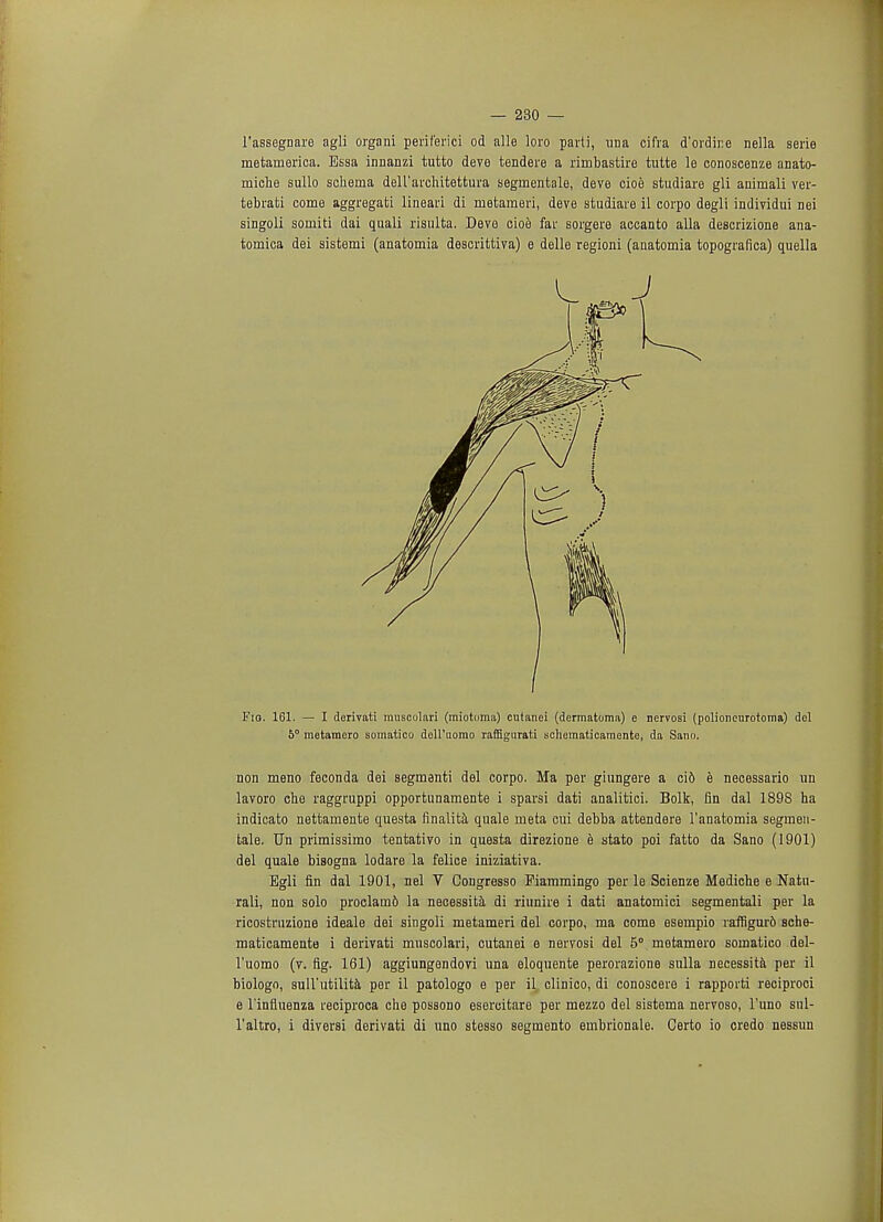 l'assegnare agli organi perif'erici od alle loro parti, una cifra d'ordine nella serie metamerica. Essa innanzi tutto deve tendere a rimbastire tutte le conoscenze anato- miche sullo schema dell'architettura segmentate, deve cioe studiare gli animali ver- tebrati come aggregafci lineari di metameri, deve studiare il corpo degli individui Dei singoli somiti dai quali risulta. Deve cioe far sorgere accanto alia descrizione ana- tomica dei sistemi (anatomia descrittiva) e delle regioni (anatomia topografica) quella Fio. 161. — I derivati muscolari (miotoma) cutanei (dermatoma) e nervosi (polioncurotoma) del 5° metamero somatico dell'uomo raffigurati schematioamente, da Sano. non meno feconda dei segmanti del corpo. Ma per giungere a ci6 e necessario un lavoro che raggruppi opportunamente i sparsi dati analitici. Bolk, fin dal 1898 ha indicate nettamente questa finalita quale meta cui debba attendere 1'anatomia segmen- tale. Un primissimo tentativo in questa direzione e stato poi fatto da Sano (1901) del quale biaogna lodare la felice iniziativa. Bgli fin dal 1901, nel V Congresso Eiammingo per le Scienze Mediche e Natu- rali, non solo proclam6 la necessita di riunire i dati anatomici segmentali per la ricostruzione ideale dei singoli metameri del corpo, ma come esempio raffigur6 sche- matioamente i derivati muscolari, cutanei e nervosi del 5° metamero somatico del- l'uomo (v. fig. 161) aggiungendovi una eloquente perorazione sulla necessita per il biologo, sull'utilita per il patologo e per il clinico, di conoscere i rapporti reciproci e l'influenza reciproca che possono esercitare per mezzo del sistema nervoso, l'uno sul- l'altro, i diversi derivati di uno stesso segmento embrionale. Certo io credo nessun A