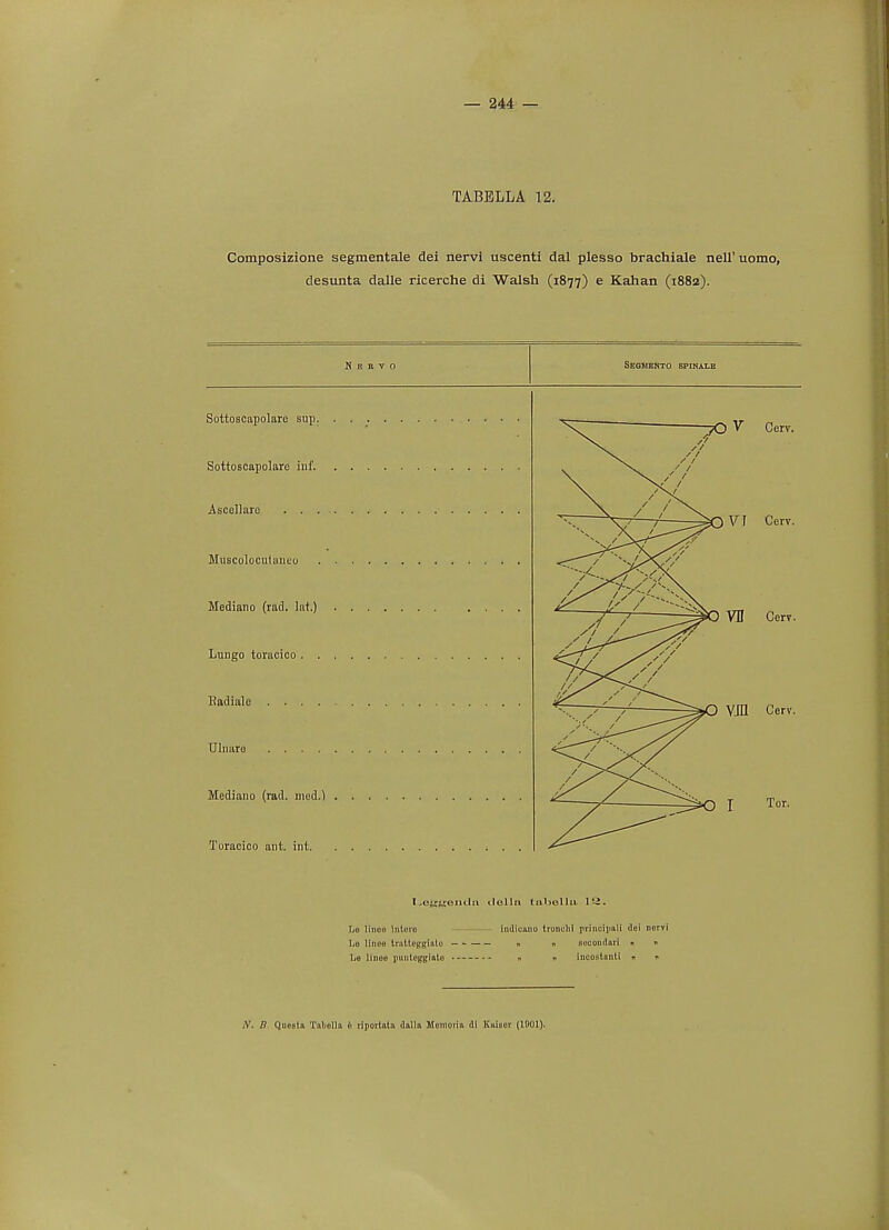 — 244 — TABELLA 12. Composizione segmentate dei nervi uscenti dal plesso brachiale nell' uomo, desunta dalle ricerche di Walsh (1877) e Kalian (1882). N p. n v 0 Segmento spinale Sottoscapolare sup. Sottoscapolare inf. Ascellare Muscoloculunuu Mediano (rad. Int.) Lungo torncico . . Kadialc . . . . Ulmiro Mediano (rad. med.) Toracico ant. int. yO y Cerv. VI Cerv. VU Corv. VJI1 Cerv. I Tor. I-cjjrtsemlii tlelln tahallu IS. he linoo lutoio - indiuano trondii princi]iali dei liervi l.e II1100 trntteggialo ti » socondart n » l.e linoe punteggiato « « Inoostantl * n