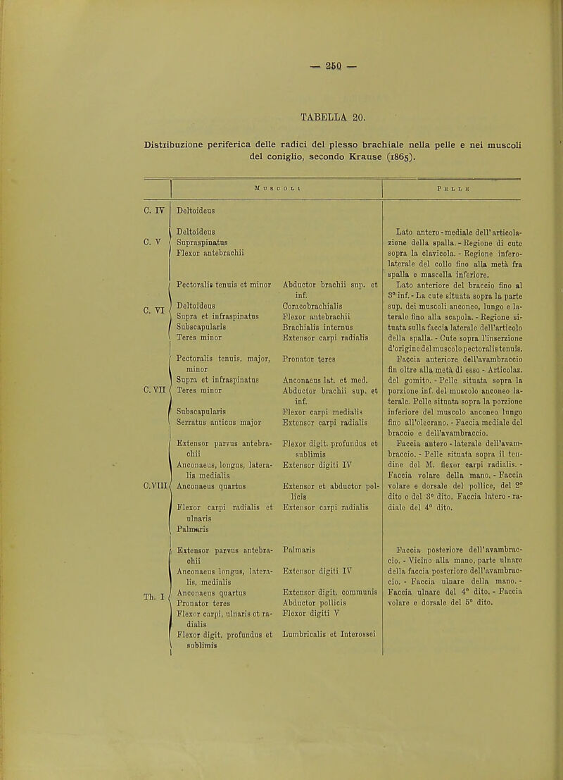 Distiibuzione periferica delle radici del plesso brachiale nella pelle e nei muscoli del coniglio, secondo Krause (1865). M U S 0 0 L 1 Pelle C. IV Deltoideus Deltoideus C. V ^ Supraspinatus Flexor antebrachii Pectoralis tenuis et minor C. VI Deltoideus Supra et infraspinatus Subscapularis Teres minor Pectoralis tenuis, major, minor Supra et infraspinatus C. VII ( Teres minor Subscapularis Serratus anticus major Extensor parvus antebra- chii Anconaeus, longus, latera- lis medialis C.VIII/ Anconaeus quartus Flexor carpi radialis et ulnaris \ Palmeris Extensor parvus antebra- chii Anconaeus longus, latera- lis, medialis Anconaeus quartus Pronator teres Flexor carpi, ulnaris et ra- dialis Flexor digit, profundus et sublimis Tb. I Abductor brachii sup. et inf. Coracobrachialis Flexor antebrachii Brachialis internus Extensor carpi radialis Pronator teres Anconaeus lat. et med. Abductor brachii sup. et inf. Flexor carpi medialis Extensor carpi radialis Flexor digit, profundus et sublimis Extensor digiti IV Extensor et abductor pol- licis Extensor carpi radialis Palmaris Extensor digiti IV Extensor digit, communis Abductor pollicis Flexor digiti V Lumbricalis ot Interossei Lato antero -mediale dell'articola- zione della spalla. - Regione di cute sopra la clavicola. - Eegione infero- laterale del collo fino alia meta fra spalla e mascella inferiore. Lato anteriore del braccio fino al 3° inf. - La cute situata sopra la parte sup. dei muscoli anconeo, lungo e la- terale fino alia scapola. - Eegione si- tuata snlla faccia laterale dell'articolo della spalla. - Cute sopra l'inserzione d'origine del muscolo pectoralis tenuis. Faccia anteriore dell'avambraccio fin oltre alia meta di esso - Articolaz. del gomito. - Pelle situata sopra la porzione inf. del muscolo anconeo la- terale. Pelle situata sopra la porzione inferiore del muscolo anconeo lungo fino all'olecrano. - Faccia mediale del braccio e dell'avambraccio. Faccia antero - laterale dell'avam- braccio. - Pelle situata sopra il ten- dine del M. flexor carpi radialis. - Faccia volare della mano. - Faccia volare e dorsale del pollice, del 2° dito e del 3° dito. Faccia lalero -ra- diale del 4° dito. Faccia posteriore dell'avambrac- cio. - Vicino alia mano, parte ulnare della faccia posteriore dell'avambrac- cio. - Faccia ulnare della mano. - Faccia ulnare del 4° dito. - Faccia volare e dorsale del 5° dito.