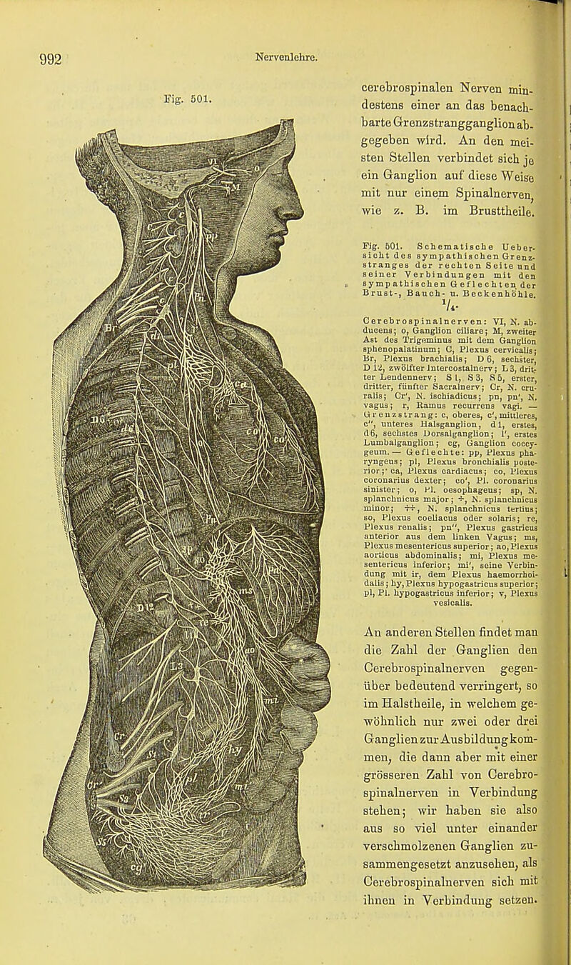 T\g. 501. cerebrospinalen Nerven min- destens einer an das benach- barte Grenzstrangganglionab- gegeben wlrd. An den mei- steu Stellen verbindet sich je ein Ganglion auf diese Weise mit nur einem Spinalnerven, wie z. B. im Brusttheile. Fig. 601. Schematische Ueber- aicht des sympathischenGrenz- strangea der rechten Seite und seiner Verbindungen mit den ■ a y mp athiaehen G ef 1 e eh t en der Brust-, Bauch- u. Beckenhohle v«- Cerebrospinalnerven: VI, N. ab- ducena; o, Ganglion ciliare; M, zweiter Ast des Trigeminus mit dem Ganglion Bphenopalatinum; C, Plexus cervicalis; Br, Plexus brachials; D 6, sechster, D 12, zwolfter Jntercostalnerv; L3, drit: ter Lendeunerv; Si, S3, S 5, erater, dritter, fiinfter Sacralnerv; Cr, N. crn- ralis; Cr', K. iachiadicus; pn, pn', N. vagus; r, Ramus recurrens vagi, — Greuzstrang: c, oberes, c', mittlerea, c, unterea Halsganglion, dl, erstes, d6, aechstes Dorsalganglion; 1', erstes Lumbalganglion; eg, Ganglion coccy- geum,— Geflechte: pp, Plexus pha- ryngeus; pi, Plexus bronchialis poste- rior;'ca, Plexus cardiacus; eo, Plexus coronarius dexter; co', PI. coronarius sinister; o, PI. oesophageus; ap, N. splanclinicus major; +, K. splanchnicus minor; t*, M. splanchnicus tertiua; so, Plexus coeliacus oder Solaris; re, Plexus renalis; pn, Plexus gastricus anterior aus dem linken Vagus; ma, Plexus mesentericus superior; ao, Plexus aorticus abdominalia; mi, Plexus me- sentericus inferior; mi', seine Verbin- dung mit ir, dem Plexus haemorrhoi- dalis; hy,Plexus bypogastricus superior; pl, PI. bypogastricus inferior; v, Plexus vesica lis. An anderen Stellen findet man die Zabl der Ganglien den Cerebrospinalnerven gegen- uber bedeutend verringert, so im Halstbeile, in welcbem ge- wobnlicb nnr zwei oder drei Ganglien znr Ausbildnng kom- men; die dann aber mit einer grosseren Zabl von Cerebro- spinalnerven in Verbindung steben; wir baben sie also aus so viel unter einander verscbmolzenen Ganglien zu- sammengesetzt anzusebeu; als Cerebrospinalnerven sicb mit ibnen in Verbindung setzeu.