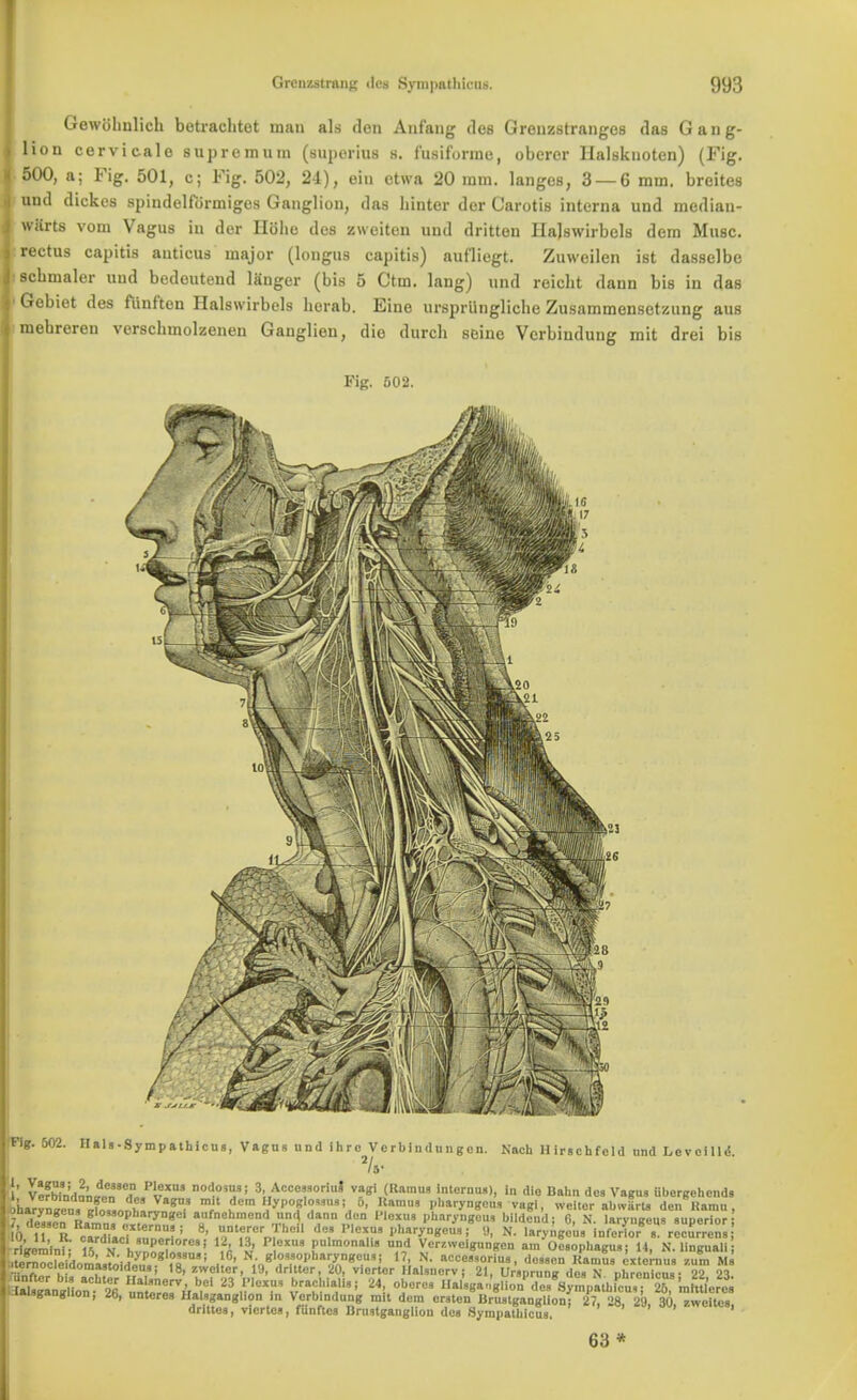 Gewohnlich betrachtot man als don Anfang des Grenzstranges das Gang- lion cervic-alo supremum (superius 8. fusiforroe, oberer Halsknoten) (Fig. 500, a; Fig. 501, e; Fig. 502, 24), oin otwa 20 mm. langes, 3 — 6 mm. breites und dickos spiudelformigcs Ganglion, das hinter dor Caroti6 interna und median- wiirts vom Vagus in dor Hblio des zweiten und dritten Hajswirbels dem Muse, rectus capitis amicus major (longus capitis) auf'licgt. Zuweilen ist dasselbe scbmalcr uud bedoutend langer (bis 5 Ctm. lang) und reicht dann bis in das 1 Gobiet des fiinften Halswirbels herab. Eine ursprunglicbe Zusammensetzung aus mebreren verscbmolzenen Ganglion, die durcb seine Vcrbiudung mit drei bis Fig. 502. Fig. 502. Hala-Sympathicua, Vagm und ihro Vcrbintlungon. HI Nach Hirschfeld und Levcilli!.