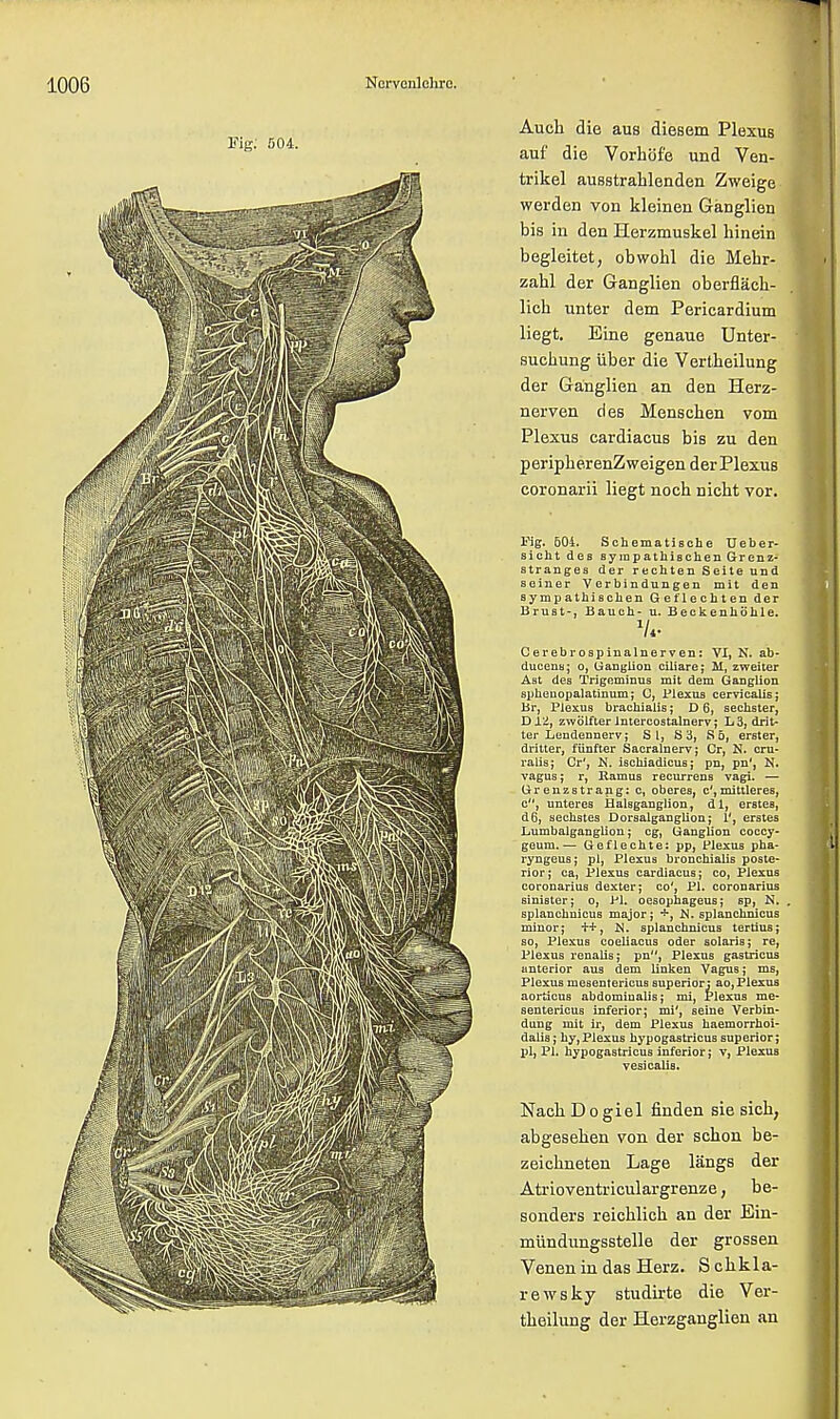Auch die aus diesem Plexus auf die Vorhof'e und Ven- trikel ausstrahlenden Zweige werden von kleinen Ganglien bis in den Herzmuskel hinein begleitet, obwohl die Mehr- zahl der Ganglien oberflack- lich unter dem Pericardium liegt. Eine genaue Unter- suciiung iiber die Vertheilung der Ganglien an den Herz- nerven cles Menschen vom Plexus cardiacus bis zu den peripberenZweigen der Plexus coronarii liegt noch nicbt vor. Fig. 504. Schematische Ueber- sicht des sympathischenGrenz- stranges der rechten Seite and seiner Verbindungen mit den sympathischen Get'lechten der BruBt-, Bauch- u. Beckenhoule. v«. Cerebrospinalnerven: VI, N. ab- ducent!; o, Ganglion ciliare; M, zweiter Ant des Trigeminus mit dem Ganglion spheuopalatinum; C, Plexus cervicalis; Br, Plexus brachialis; D 6, sechster, D llj zwiilfterintercostalnerv; L3, drit- ter Lendennerv; SI, S3, S5, erster, dritter, funfter Sacralnerv; Cr, N. cru- ralisj Cr', N. ischiadicus; pn, pn', N. vagus; r, Ramus recurrens vagi, — Grenzstrang: c, oberes, c',mittleres, c, unteres Halsganglion, dl, erstea, d6, sechstes Dorsalganglion; 1', erstes Lumbalganglion; eg, Ganglion coccy- geum.— Geflechte: pp, Plexus pha- ryngeuBj pi, Plexus bronchialis poste- rior ; ca, Plexus cardiacus j co, Plexus coronarius dexter; co', PI. coronarius sinister; o, PI. oesophageus; sp, N. splanchnicus major; JS. splanchnicus minor; f+, N. splanchnicus tertius; so, Plexus coeliacus oder Solaris; re, Plexus renalis; pn, Plexus gastricus anterior aus dem linken Vagus; ms, Plexusmesentericussuperior: ao,Plexus aorticus abdominalis; mi, Plexus me- sentericus inferior; mi', seine Verbin- duug mit ir, dem Plexus haemorrhoi- dalia; hy, Plexus hypogastricus superior; pi, PI. hypogastricus inferior; v, Plexus vesicalis. Nach D o giel finden sie sich; abgeselien von der sclion be- zeichneten Lage langs der Atrioventriculargrenze, be- sonders reichlich an der Ein- mundungsstelle der grossen Venen in das Herz. S clikla- r e w s ky studirte die Ver- theilung der Herzganglien an