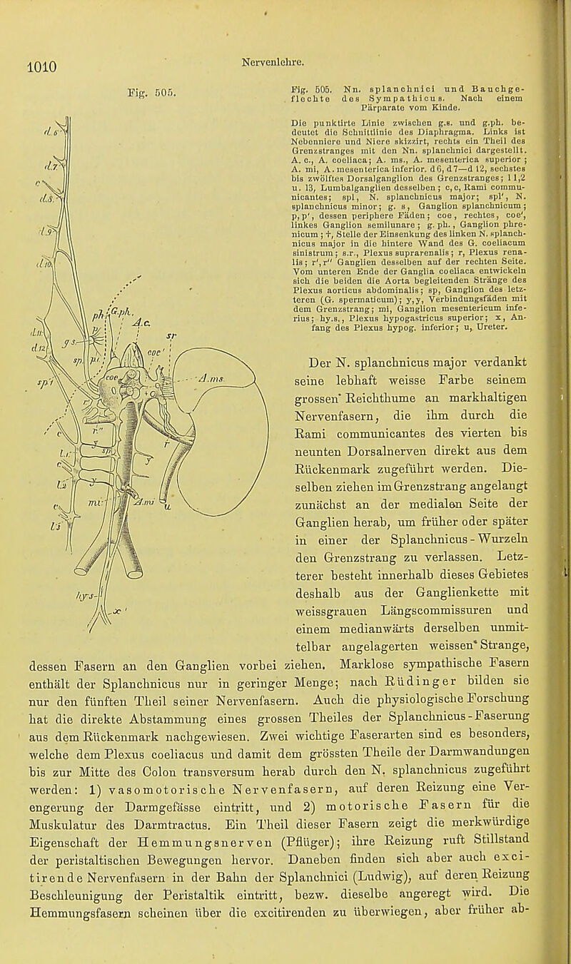 Fie 50.1 Fig- Nn' sPlan°hniG> und Bauchge- »' ' flechte des SyrapathicuB. Nach einem Parparate vom Kinde. Die punklirte Linie zwiBchen g.a. und g.ph. be- deutet die Scbnittlinio des Diaphragma. LinkB ist Nebcnnicre und Niere skizzirt, rechta ein Theil deB Grenzstranges init den Nn. splanchnici dargestellt. A. c, A. cocliaca; A. ms., A. meaenterica superior ; A. mi, A. mesentcrica inferior. dG, d7—d 12, aecbstes bis zwolftes DorBalganglion des Grenzatranges; 11,2 u. 13, Lumbalganglien desselbcn; c, c, Rami commu- nicantes; spl, N. splauchnicus major; spl', N. splauchnicus minor; g. a, Ganglion splanehnicum; p, p', desaen periphcre Fiiden; coe, reebtes, coe', linkea Ganglion aemilunare ; g. pb., Ganglion pbre- nieum ; t, Stelle derEinBenkung dee linken N. aplanch- nicua major in die hintere Wand dea G. coeliacum Biniatrum; a.r., Plexus auprarenalis ; r, Plexus rena- lis; r', r Ganglien desselben auf der rechten Seite. Vom unteren Ende der Ganglia coeliaca entwickeln sicb die beiden die Aorta begleitenden Strange des Plexus aorticua abdominalia; sp, Ganglion des letz- teren ^G. spermaticum); y,y, Verbindungsfaden mit dem Grenzstrang; mi, Ganglion mesentericum infe- rius; hy.s., Plexus hypogastrics superior; x, An- fang dea Plexus bypog. inferior; u, Ureter. Der N. splancbnicus major verdankt seine lebhaft weisse Farbe seinem grossen Eeichthume an markbaltigen Nervenfasern, die ihm durch die Eami cornmunicantes des vierten bis neunten Dorsalnerven direkt aus dem Eiickenmark zugefiibrt werden. Die- selben zieken imGrenzstrang angelangt zunachst an der medialan Seite der Ganglien berab, um friiber oder spater in einer der Splancbnicus - Wurzeln den Grenzstrang zu verlassen. Letz- terer bestebt innerbalb dieses Gebietes desbalb aus der Ganglienkette mit weissgrauen Langscommissuren und einem medianwarts derselben unmit- telbar angelagerten weissen* Strange, dessen Fasern an den Ganglien vorbei zieben. Marklose sympatbische Fasern enthalt der Splancbnicus nur in geringer Menge; nacb Eiidinger bilden sie nur den fiinften Tbeil seiner Nervenfasern. Aucb die physiologische Forschung bat die direkte Abstammung eines grossen Tbeiles der Splancbnicus-Faserung aus dem Eiickenmark nacbgewiesen. Zwei wichtige Faserarten sind es besonders, welche dem Plexus coeliacus und damit dem grossten Tbeile der Darmwandungen bis zur Mitte des Colon transversum berab durcb den N. splancbnicus zugefiibrt werden: 1) vasomotoriscbe Nervenfasern, auf deren Eeizung eine Ver- engerung der Darmgefasse eintritt, und 2) motoriscbe Fasern fur die Muskulatur des Darmtractus. Ein Theil dieser Fasern zeigt die merkwurdige Eigenscbaft der Hemmungsnerven (Pfliiger); ibre Eeizung ruft Stillstand der peristaltiscben Bewegungen bervor. Daneben finden sicb aber aucb exci- tirende Nervenfasern in der Babn der Splancbnici (Ludwig), auf deren Eeizung Bescbleunigung der Peristaltik eintritt, bezw. dieselbe angeregt wird. Die Hemmungsfasern scbeinen iiber die excitirenden zu iiberwiegen, aber friiber ab-
