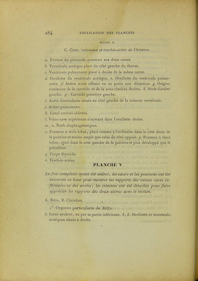 rioniiE II. C. Cceur, vaisseaux et trachee-artere de Christina. a. Portion du pericarde commini aux deux coeurs. h. Ventricule aortique placd du cote gauche du thorax. c. Ventricule pulmonaire place a droite de la meme cavite. d. Oreillette du ventricide aortique. e. Oreillette du ventricule pulmo- naire. y] Artere aorte offrant en ce point une dilatation, g. Origine commune de la carotide et de la sous-claviere droites. h. Sou'S-claviere gauche, g'. Carotide primitive gauche. i. Aorte descendante situee au cote gauche de la colonne vertebrale. /. Artere pulmonaire. J(. Canal arteriel ohlitere'. /. Veine cave superieure s'ouvrant dans I'oreillette droite. ;«, n. Nerfs diaphragmatiques. o. Poumon a trois lobes, place comme al'ordinaire dans le cote droit de la poitrine et moins ample que celui du cote oppose, p. Poumon a deux lobes, situe dans le cote gauche de la poitrine et plus developpe que le precedent. ^. Corps thyroide. Trachee-artere, PLANCHE V. Le foie complexe ajant ete enleve, les coeurs et les poutnons ont ele renverses en haut pour montrer les rapports des veines caves ih- f h'ieures et des aortes; les intestins ont 4t6 detaches pour /aire apprecier les rapports des deux uterus avec le rectum. A. Ritta. B. Christina. 1° Oi'ganes particuliers de Ritta. Zi. Ca?ur'souleve, vu par sa partie inferieure. L, b. Oreillette et ventricule aortiques situes a droite.