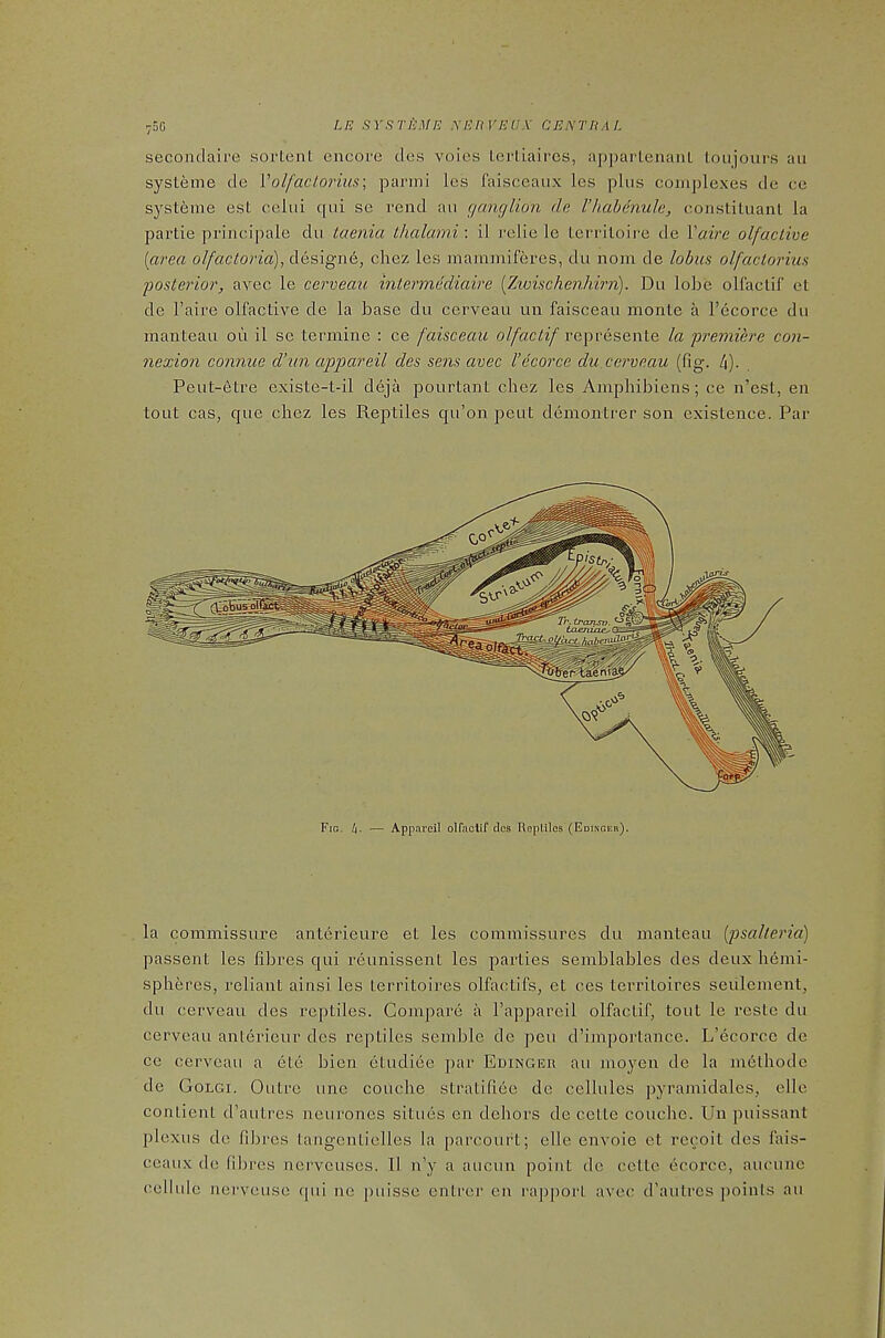 secondaire sortent encore ties voies lerlLaircs, apparlenanL loujours au systeine de Volfaclorius\ parmi les faisceaiix les plus complexes de ce systdme est celui qui se rend an ganglion de I’hahdnule, constituant la partie principale du taenia thalami-. il relie le lerriloire de Vaire olfactive [area o//«c^o?7«), designd, chez les mammiferes, du nom tie lobiia olfactoriua 2)oste7'ior, avec le cei'veau intermediaire [Zivischenhirn). Du lobe ollaclir el de I’aire olfactive de la base du cerveau un faisceaii monte a I’ecorce du inanteau on il se termine : ce faisceaii o//lzc^z/represente la ‘premiere con- nexion conniie d’un appareil des sens avec I’dcorce du.cerveau (fig. 4). Peut-etre existe-t-il deja pourtant chez les Amphibiens; ce n’est, en tout cas, que chez les Reptiles qu’on pent demontrer son existence. Par Tr. ir-ojiSD. taejvLae^O==^ TmsL-oVh'-i hnhaaileS^ Fig, 4. — Appareil olfnotif clos Roplilos (Edinceb). la commissure anterieure et les commissures du manteau [psalteria) passent les fibres qui reimissent les parties semblables des deux hemi- spheres, reliant ainsi les territoires olfactifs, et ces territoires seiilement, du cerveau ties reptiles. Compare a I’appareil olfactif, tout le reste du cerveau anterieur des reptiles semble de peu d’importance. L’ecorce tie ce cerveau a ete bien etudiee par Edinger au moyen tie la methodc de Golgi. Outre une coiiche stratifiee de cellules pyramidales, elle conlient d’autres neurones situes en dehors tie celte couche. Un puissant plexus de fibres tangentielles la parcourt; elle envoie et recoit ties lais- ceaux tie fibres nerveuses. Il n’y a aucun point tie cclle ecorce, aucune cellule nerveuse qui ne puisse entrer en rapport avec d’autrcs points au