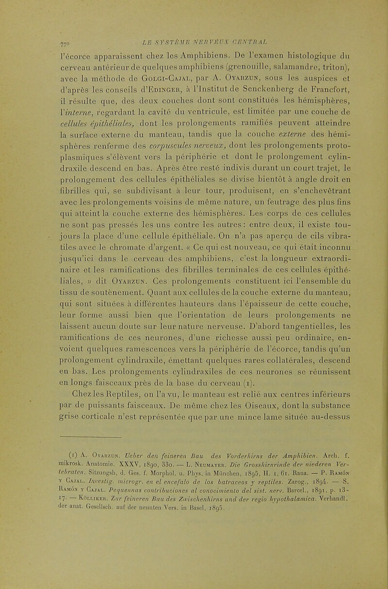 77° 1’ecoi‘ce apparaisscnt chez les Amphibiens. De rexamen hislologique dii cerveau antei’ieur cle qiielques amphibiens (grenouille, salamanclre, trilon), avec la m6lhode de Golgi-Gajal, par A. Oyarzun, sous les auspices et d’apiAs les conseils d’EoiNGER, a I’lnstitutde Senckenberg de Frandbrt, il resultc que, des deux couches dont sont constitues les hemispheres, \interne, regardant la cavite du ventricule, est limitee par une couche de callules dpilMliales, dont les prplongements ramifies peuvent atteindre la surface externe du manteau, tandis que la couche externe des hemi- spheres renfermc des corpuscules nerveux, dont les prolongements proto- plasmiques s’el6vent vers la peripherie et dont le prolongement. cylin- draxile descend en has. Apres 6tre reste indivis durant un court trajet, le prolongement des cellules epitheliales se divise bientot a angle droit en fibrilles qui, se subdivisant a leur tour, produisent, en s’enchev6trant avec les prolongements voisins de meme nature, un feutrage des plus fins qui alteint la couche externe des hemispheres. Les corps de ces cellules ne sont pas presses les uns centre les autres; entre deux, il existe tou- jours la place d’une cellule epitheliale. On n’a pas apercu de cils vibra- tiles avec le chromate d’argent. « Ce qui est nouveau, ce qui etait inconnu jusqu’ici dans le cerveau des amphibiens, c’est la longueur extraordi- naire et les ramifications des fibrilles terminales de ces cellules epith6- liales, » dit Oyarzun. Ces prolongements constituent ici I’enserable du tissu de soLitenement. Quant aux cellules de la couche externe du manteau, qui sont situees a diflerentes hauteurs dans lApaisseur de cette couche, leur forme aussi bien que forientation de leurs prolongements ne laissent aucun doute sur leur nature nerveuse. D’abord tangentielles, les ramifications de ces neurones, d’une richesse aussi pen ordinaire, en- voient quelques ramescences vers la peripherie de I’ecorce, tandis qu’un prolongement cylindraxile, einettant quelques rares collaterales, descend en has. Les prolongements cylindraxiles de ces neurones se reunissent en longs faisceaux piAs de la base du cerveau (i). Chez les Reptiles, on I’avu, le manteau est relie aux centres inferieurs par de puissants faisceaux. De in6ine chez les Oiseaux, dont la substance grise corticale n’est representee que par une mince lame siluee au-dessus (i) A. OvAiizuN. Ueher den fcineren Ban des Vorder/iirns der Aniphibien. Arch. f. mikrosk. Anatomic. XXXV, i8go, 33o. — L. Neumayer. Die Grosshirnrinde der riiederen Ver- tebralen. Sitzung.sh, d. Ges. f. Morphol. u. Phjs. in Miinchcn, 1895, II. i, 61. Rana. — P. Ra.mon Y G.VJAL. InvesLig, micvogr. on el encefalo de los balraceos y reptiles. Zarog., 189/1. — Ra.mon y Cajai.. Pequeiincis conlribuciones al conocimienlo del sist. nerv. Bared., 1891, p. i3- *7- Kc3li.iker. Zh/’ feineren Ban des Ztvisclieiihirns and der regie hypothalamica. Vorhandl. der anal. Gosdlsch. auf der nennton Vers, in Basel, iSgf).