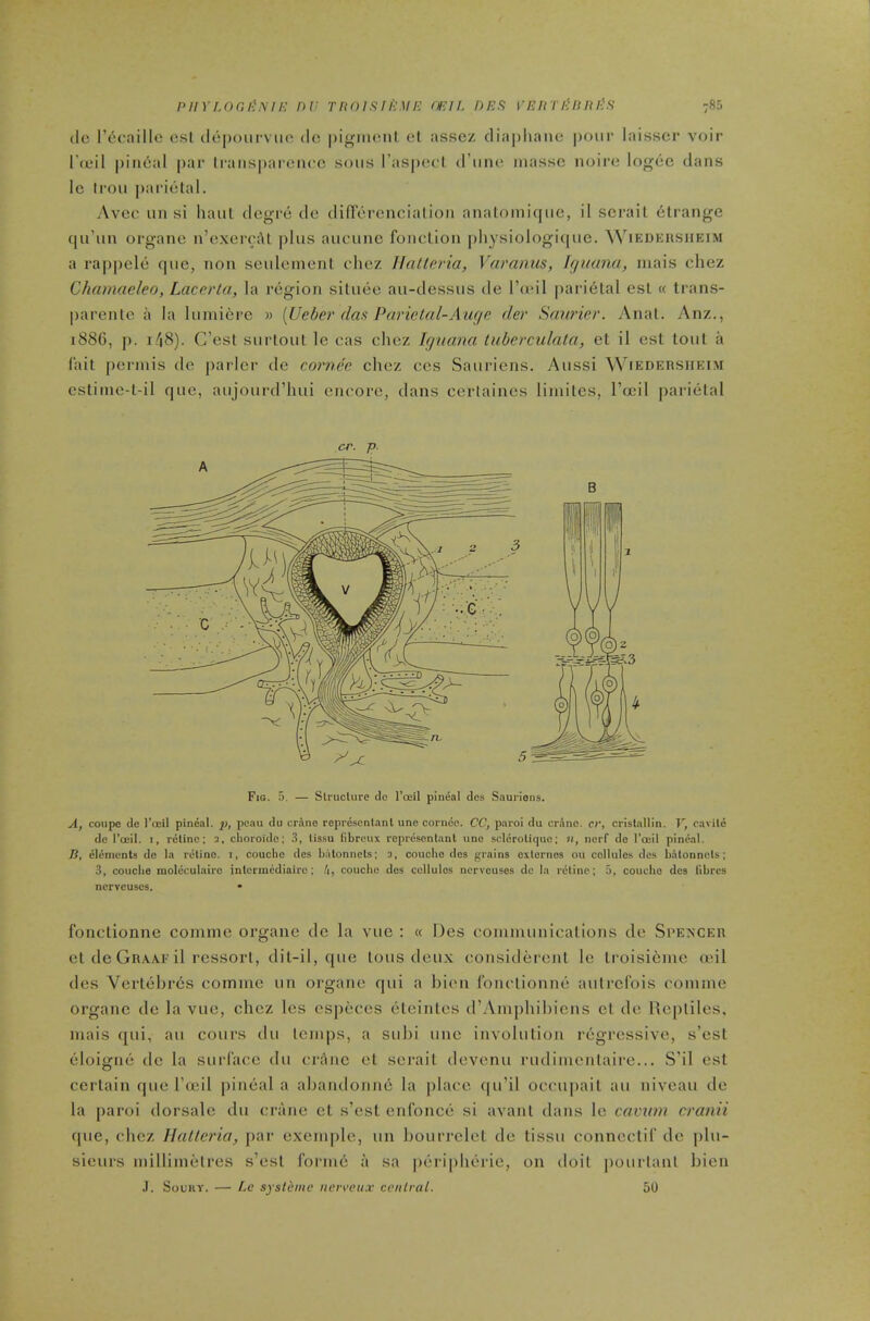 (Ic I’eraille csl dcpoiirviio dc |)igiiionl et asscz cliapliane poiii' laisscr voir I’oeil pineal par li'aiisparenec sons I’aspecl d’nne masse noire logec dans le Iron parietal. Avee nn si haul degre de diirerencialion analomiqne, il serait 6lrange qii’iin organe n’exereAl pins ancnnc fonelion physiologi(|iie. ^VlEDKHSllEIM a ra|q)cle qne, non senlemenl ehez Unlteria, Varanus, Icjuana, inais ehez Chainacleo, Lacerta, la region silnee au-dessns de IVjmI parietal esl « Irans- parenle a la Inmierc » [Ueber das Purielal-Aur/e der Sawder. v\naL. Anz., 188G, p. i/|8). C’est snrtont le eas ehez Icjuana tuberculala, el il esl lonl a lait perniis de |)arlcr de cornee ehez ecs Sanidens. Aiissi Wiedeksiiei.m csliine-l-il qne, anjoni'd’luii encore, dans eertaines liniiles, I’ccil parietal cr. p. Fig. 5. — Struclure de I’ceil pineal des Sauriens. A, coupe de I’ccil pineal, p, peau du crAne representanl une cornee. CC, piiroi du cr.Ane. cr, cristallin. V, cavile de I’oeil. i, relino; a, clioroido; 3, tissu libreiix representanl une scleroliquc; n, iierf de I’oeil pineal. /?, elAmcnls de la rctine. i, couclie des balonnels; a, couebo des grains exlernes ou cellules des b.^lonncls; 3, couclie raolcculairo inlcrmediaire; A, couche des cellules nerveuses de la rctine; 5, couebo des fibres ncrveuscs. fonclionne comme organe dc la vtte : « Des comnuin leal ions de Si’EXCEn et de Gr.x.a.1'il ressorl, dit-il, qtie lotis dettx eonsiderent le troisieine adl des Vertehres eoininc tin organe qiti a hien fonclionne atitrcfois cotnine organe de la vne, ehez Ics csjieces eleintes (rAinphihicns cl dc Uepliles, mais qtii, ati cottrs dn temps, a snbi ttnc involtilion regressive, s’est eloigne de la stirface dti crAiie el serail devenn rtidimenlaire... S’il esl certain qtte I’adl pineal a ahandonne la |)lace (|it’il occnpail an niveau de la paroi dorsale dti crane et s’esl enfonce si avanl dans le cavwn cranii qtte, ehez llatteria, par exemple, ttn hourrelet de tissti conneclif de pln- sieitrs millimetres s’esl forni6 a sa [leripherio, on doil potirlanl bien J. SouuY. — Ee systemc nerreux central. 50