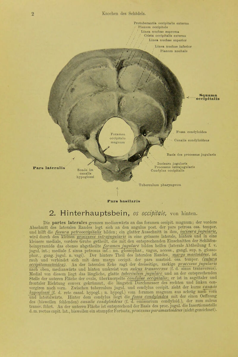 Protuberautia (>cci|iitftlis externu ' PLtuiiiii occipUulo Liiiea ntichae luprema ' Crista occipitalU externa '' Liuea nuchae superior iAtxvn iiucliaQ iuferior Tuberculum pharyDgeum I Pars basilaris 2. Hinterhauptsbein, os occipitale, vou hmten. Die partes laternles grenzen meilianniirts an das foramen occipit. magnum; der vordere Abschnitt des latcralen Randes legt sich an den angiilus post, der pars petrosa oss. temper, und hilft die (Issw a jiciroocciintaiii bilden; tin glatter Ausschnitt in ibni, incisttra jiir/ularis, wird diirch deiTTileinen processus inlra/iif/ulan.i in eine grossere laterale, bmtere una m oine kieinerc medialc, vordere Grubc getbeiit, die mit den entsprecbenden Einscbnitten der Scblafen- beinpvramide das cbenso abgetbeilte foramen )ii//nlarc bilden belfen (laterale Abtbcilung f. v. jiigul. int.; nicdiale f. sinus petrosus inf.; nn. glossopliar., vagus, access., gangl. sup. n. glosso- phar., gang, jugul. n. vagi). Der bintero Tbcil des lateralon Randes. marjp masloideus, ist rauh und verbindct sich mit dem raargo occipit. der pars mastoid, oss. temper, (sil!''^ occipitomastoidea). An der lateralen Ecke ragt der dreiseitige, zackige in occssus jiiguluris nach' obcn, medianwiirts und hinten uinkreist vom sulcus Iraiisvcrsus (f. d. sTniis transvcrsus). Jledial von diesem liegt das liingliclie, glatte tjibcrculum juijularc und an dor entsprecbenden .SteUe der unteren Flache der ovale, iiberknoriielte' condi/liis occipilqlis; er ist in sagittalcr und frontaler Richtung convex gekriimmt, die liingstoii Durebmesscr des rccbten und linken con- vergircn nach voni. Zwiscbcn tuberculum jugid. und condylus occipit. zieht der kurzo canads Jt]/J>!^lpssiJ{i. (I. rete canal, bypogl.; n. bvpogl.) vom foramen magnum aus sebriig nacli\orn und lateralwiirts. Hinter dem condylus 'liegt die fossa condnMcka niit der einen OefTnung des (bisweilen feblcnden) cana/is coiubjloidcus (f. d. emissarium condyloid.), der zum sulcus transv. fiihrt. An der unteren Fliicbe ist cntsprecbend der Basis des proc. jugul. die Insertionsstelle d.m. rectus capit. lat., bisweilen ein stumpfer Fortsatz, processusparamasloidcus(nicbt gezeicbnet).