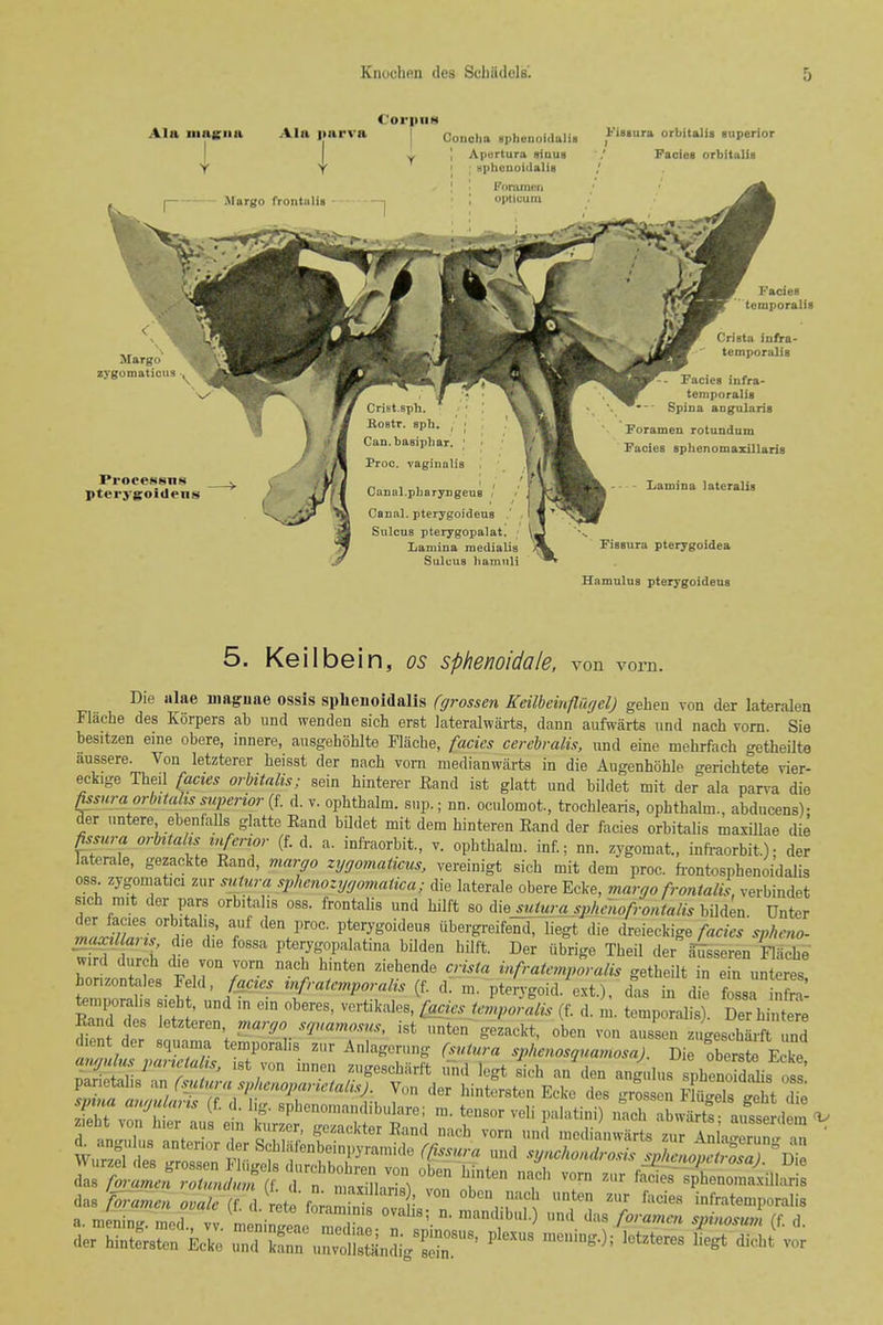 5. Keilbein, os sphenoidale, von vorn. Die alae niaguae ossis spheiioidalis (grossen Keilbeinflugel) gehen von der lateralen Flache des Korpers ab und wenden sich erst lateralwarts, dann aufwiirts und nach vorn. Sie besitzen eine obere, innere, ausgehohlte Placbe, fades cercbralis, und eine mehrfach o-etheilte aussere. Von letzterer heisst der naoh vom medianwiirts in die Augenhohle gerichtete vier- eckige Theil factes orbitnlis; sein hinterer Eand ist glatt und bildet mit der ala pan^a die ^suraorbitahsmperiorif. d. v. ophtbalm. sup.; nn. oculomot, trocblearis, opbthalm., abducens)- der untere ebenfalls glatte Band bUdet mit dera binteren Eand der facies orbitalis maxillae die fismra orbilahs inferior (f. d. a. infraorbit., v. opbthalm. inf.; nn. zygomat., inft-aorbit.); der laterals, gezackte Rand, margo zygomaiicus, vereinigt sich rait dem proc. fiontosphenoidalis OSS zygomatici zur sutura sphenozygomatica; die laterals obere Ecke, margo frontalis verbindet sich nnt der pars orbitalis oss. frontalis und bilft so iWejutura sphmofrontalis bilden Unter ma^ZiT^ l- f ' «bergreifend,Tiegt die dreieckige spheno- ' Pterygopalatma bdden bilft. Der iibrige Theil der a4seren Flache w.r<l durch d.e von vorn nach h.nten ziebende crista infratemporalis getheilt in ein unteres honzontales Feld, faacs mfratcmporalis (f. d. m. pterygoid, ext.), das in die fo sa nJn Sd d l' M f' ™' ° Laciestelpolllis (f. d. m. temporal? . DeTbi t ?e Band des letztercn, margo sqnamosus, ist unten gezackt, oben von aussen zugesoharft und d.en der squama temporalis zur Anlagcrung (sntra-a spllenosquamosa). Di obeite E ke ajujulu panclahs. ,st von ,nnen zugescbiirft und legt sich an den angnlus sLenofdSis oss'