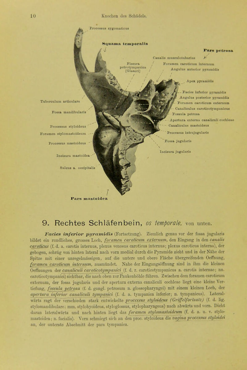 Pruceiiui sygomatioui 9. Rechtes Schlafenbein, os temporale, von unten. Fades inferior pi/ramUlls (Fortsetzung). Zieiiilich genau vor der fossa jugiilaris liildet ein riindliches, grosses Loob, foramen caroikum externum, den Eingang in den canalis caroiicus (f. d. a. carotis internus, plexus venosus carotieas intemus; plexus caroticus interna), der gebogen, schriig von hinten lateral naeh vorn medial durch die Pyramide zieht iind in der Nabe der Spitze niit einer unregeliniissifron, nuf die untere und obero Flache iibergreifenden Oeffnung, foramen cai-oticnm inierniim, ausniiindet. Nabe der EingangscifTnung sind in ibni die kleinen OefiFnungen Aer canaliciili carotkolymjianici (f. d. r. caroticotynipanicus a. carotis internac; nn. caroticotympanici) sichtbar, die nacb oben zurPaukcnbiihle fiihren. Zwiscben dem foramen caroticum externum, der fossa jugularis und der apertura externa canaliculi cocbleae liegt einc klcine Ver- tiefung, fossula pelrosa (f. d. gangl. potrosum n. glossopbaryngei) niit cinem kleinen Loob, der apertura inferior canaliculi tijmpanici (f. d. a. tyinpanica inferior; n. tynipanicus). Lateral- warts ragt der verscbieden stark entwickelte processus slijloideus (Gri/felforlsatzJ (f. d. lig. styloraandibularc; ram. stylohyoideus, styloglossus, stylopbaryngeus) nacb abwiirts und vorn. Dicbt daran laterahviirta und nacb bintcn liegt das foramen sti/lo7nastoi(leum (f. d. a. u. v. stylo- niastoidea: n. facialis). Vorn scbniicgt sicb an den proc. styloideus die najina processus styhidei an, der untcrste Abscbnitt der pars tynipanica.