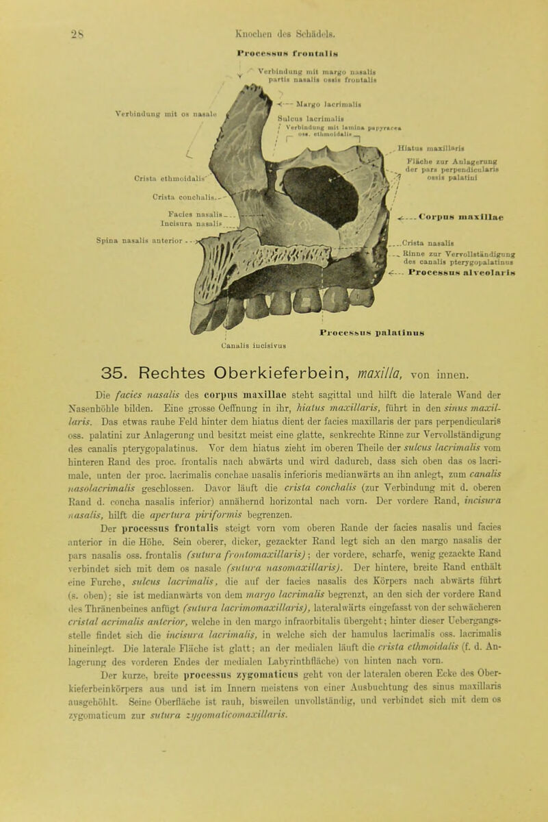 ProceHHUN frontal Im VvrliliidiiuK iiiit iiiartfu uiiialU purtid imnalfi oiili fruutalis Cauulis iucisivua 35. Rechtes Oberkieferbein, maxilla, von innen. Die fades nasalU; des corpus maxillae steht sa<^ttal und liilft die laterale Wand der N'asenboble bilden. Eine grosse Oeffnung in ibr, hiatus maxiUaris, fiihrt in den siitiis maxil- laris. Das etwas raube Feld binter dem biatus dient der facies maxillaris der pars perpendiciilaris OSS. palatini zur Aniagerung und besitzt meist eine glatte, senlcrecbte Einne zur VervoUstandigung des canaiis pterj'gopalatinus. Vor dem biatus ziebt im oberen Tlieilo der sulcus lacrimalis vora binteren Rand des proc. Irontalis nacb abwiirts und wird dadurcb, dass sicb oben das os lacri- inale, unten der proc. lacrimalis concbae uasalis inferioris medianwarts an ibn anlegt, ziim canaiis nasolacrimalis gescblossen. Davor lauft die crista conchalis (zur Vcrbindung mit d. oberen Rand d. concha nasalis inferior) annahernd horizontal nach vom. Der vordere Rand, incistira uasalis, hUft die apcrtura piriformis begrenzen. Der processus frontalis steigt vom vom oberen Rande der facies nasalis und facies anterior in die Hiibe. Sein oberer, dicker, gezackter Rand legt sicb an den margo nasalis der pars nasalis oss. frontalis (sulura froiUomaxillaris) ; der vordere, scharfo, wenig gczackte Rand verbindet sich mit dem os nasale Csulura iiasomaxillaris). Der hintere, breite Rand enUialt eine Furche, sulcus lacrimalis, die auf der facies nasali.s des Korpers nacb abwiirts fiihrt (s. oben); sie ist medianwarts von dem marr/o lacrimalis begrcnzt, an den sicb der vordere Rand ilo.< Tliranenbcines anfiigt (sulura lucrimnmaxillaris), hitoralwiirts oingefasst von der scbwiicberen cristal acrimalis anterior, welcbe in den margo infraorbitalis iibergoht; binter dieser Uebergangs- stelle findet sich die incisura lacritnalis, in welche sich der hauuihis lacrimalis oss. lacrimalis bineinlegt. Die laterale Flilche ist glalt; an der mcdialen liinft die crista ethmoidalis (f. d. An- lagernng des vorderen Endes der mcdialen Labyrinlh(liiche) vcm bintcn nach vorn. Der kurzp, breite processus /jgoninticns gebt von der lateralen oberen Ecke dos Ober- kieferbeinkorpers aus \md ist im Innern moistens von einer Ausbucbtung des sinus maxillaris ansgeboblt. Seine Oberflache ist rauh, bisweilen imvollstiindig, und verbindet sich mit dem os zygoniaticum zur sulura zi/ffomaliromaxillaris.