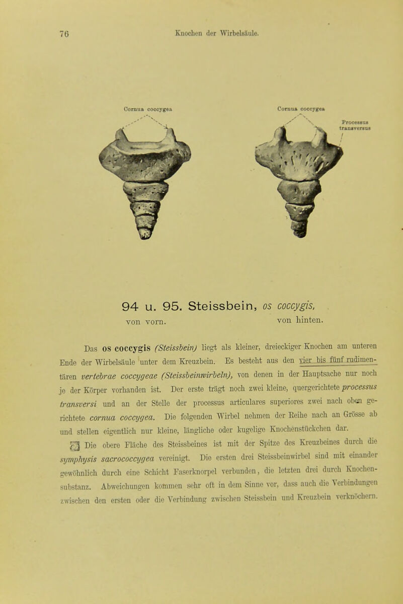 94 u. 95. Steissbein, os coccygis. Yon vorn. von hinten. Das OS coccygis (SteissieivJ liegt als Meiner, dreieckiger Knochen am unteren Ende der WirbelsiUile unter dcm Kreuzbcin. Es besteht aus den ger bis fiinf rudimen- taren vertebrae coccygeae (Steissieinwirheln), von denen in der Hauptsache nur noch je der KOrper vorhanden ist. Der erste bilgt noch zwei kleine, qnergerichteto processus transversi und an der Stello der processus articulares superiores zwei nach oben ge- richtet© cornua coccygea. Die folgenden Wirbel nelimen der Keihe nach an Grosse ab und stellcn eigentUch nur kleine, liingliche oder k-ugelige Kuoclienstuckchen dar. gU Die obere Fiache dos Steissbeines ist mit der Spitze dos Kreuzbeines durch die symphysis sacrococcygea vereiuigt. Die ersten drei Steissbciuwirbel sind mit cinander gewOhnlicli durch eine Schicht Faserknorpel verbundcn, die letzten drei durch Knochen- substanz. Abweichungen kottimcn sehr oft in dem Sinne vor, dass auch die Verbindungen zwschen den ersten oder die Verbindung zwischcn Steissbein und Kreuzbein verk-nOchern.