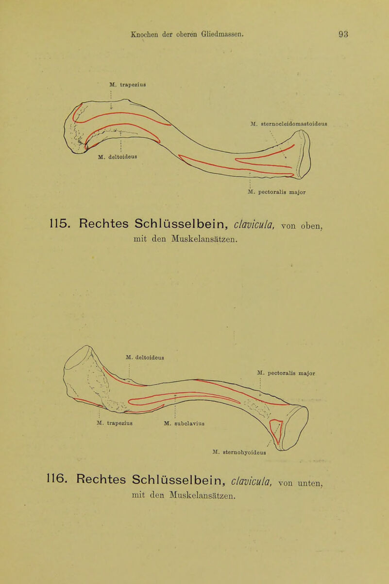 115. Rechtes Schlusselbein, clavicula. von oben, mit den Muskelansatzen. 116. Rechtes Schlusselbein, clavicula, von unten, mit dcQ Muskelansatzen.