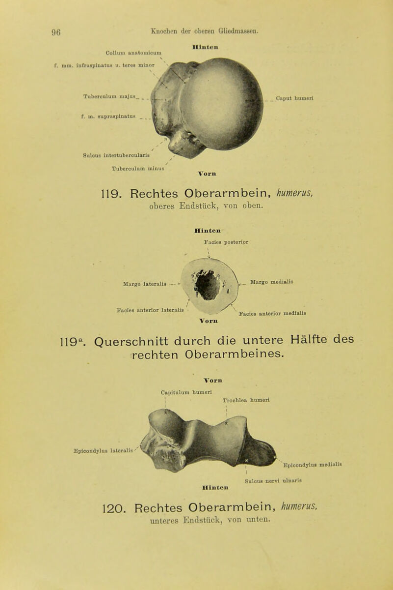 Oollum anfttomicum f. mm. iufruapiDatuH ii. teres minor Tuburculum majua f. m. supraspinatua ninten Sulcus intertuberouloria Tuberoulum minus Caput humeri Vorn 119. Rechtes Oberarmbein, humerus, obei'es Endstiick, von obcn. Hlnten Facios posterior Murgo lateralis Facies anterior lateralis Marge medialis Facies anterior medialis Vorn 119^ Querschnitt durch die untere Halfte des rechten Oberarmbeines. Vorn Capltalum humeri Trochlea humeri Epioondylus lateralis ' Epicondylus medialis Sulcus nervi ulnaris Hlnten 120. Rechtes Oberarmbein, humerus. unteres Endstttck, von iinten.