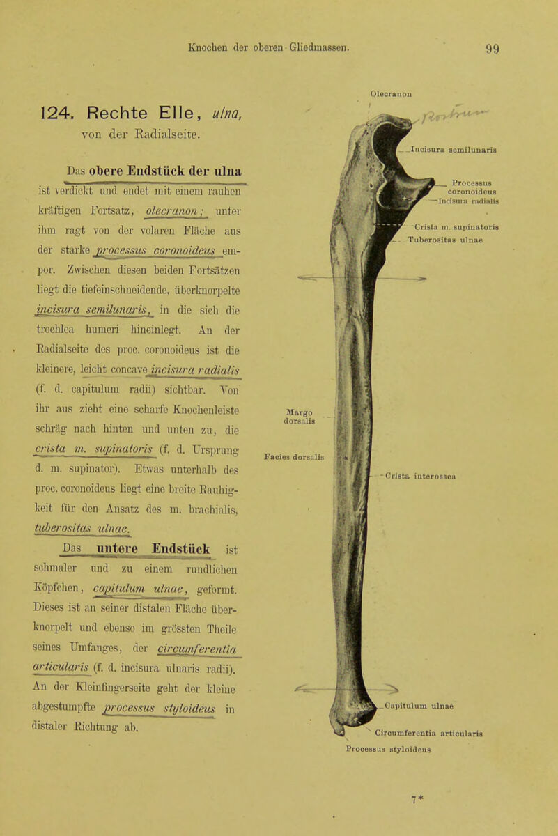 Olecranon 124. Rechte Elle, ulna, von der Radialseite. Das obere Eiidstiick der ulna ist verdickt imd endet rait einem rauhen ki'aftig-en Fortsatz, olecranon; imter ihm ragt von der volaren Flitche aus der Starke processus coronoideus em- por. Zwischen diesen beiden Fortsatzen liegt die tiefeinscbneidende, iiberknorpelte incisura semilunaris, in die sich die trochlea humeri hineinlegt. An der Radialseite des ])roc. coronoideus ist die kleinere, leicht concavejwc/^z^ra radialis (f. d. capitulum radii) sichtbar. Yon ihi- aus zieht eine scharfe Knochenleiste schilig nach hinten uud unten zu, die crista m. supinatoris (f. d. Ursprung d. m. supinator). Etwas unterhalb des jiroc. coronoideus liegt eine breite Eauhig- keit fiir den Ansatz des ni. brachialis, tuberositas ulnae. Das untere Endstuck ist schmaler und zu eiuoni rundlichen Kopfchen, capitulum ulnae, geformt. Dieses ist an seiner distalen Fliiche iiber- knorpelt und ebenso im grSssten Theile seines Umfanges, der circumferentia articularisjf. d. incisura ulnaris radii). An der Kleinfingerseite geht der kleine abgestumpfte j}rocessiis styloideus in distaler Richtung ab. Fades dorsaUs fik Incisura semilunaris Processus coronoideus ^Indsui'ii nuiialis Crista ui. supinatoris Tuberositas ulnae (U'ista iutorossea Ciipitulum ulnae Circumferentia articularis Processus styloideus 7*