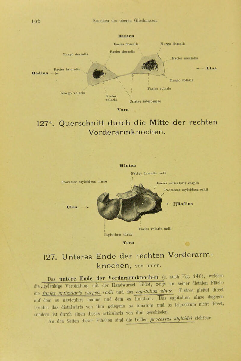 Murgo dorealit Faciea luterttUa Radius > Hlnten Fade! doriulis Faolei donnlis Miirgo dortalii Margo voIariB -< rina Crlstao interoaseae Vorn 127^. Querschnitt durch die Mitte der rechten Vorderarmknochen. Hlnten Facies dorsalia radii Proceaaua atyloidena iiluae I'Ina V Facica articularia carpea Proceasus atyloideus radii < JiRadiuM j Faciea volarfs radii Capitulum ulnae Vorn 127. Unteres Ende der rechten Vorderarm- knochen, von unten. Das nntere Ende der Vonlerarinknochen (s. auch Fig. 146). wckhes (lie,~ld{rcvorl.inrtnnfr n.it der Handwurzel bildot, zcigt an seiner distalen Flacl.e (lie fades arlicularis carpcu radii und das capitulumjdnae. Erstero gleitet direct auf dem os nancnlare manus und dem os lunatum. Das capitulum ulnae dagegen berilhrt das distahvarts von ihm gelegene os lunatun, und os triquetrum nicht direct, sondem ist durch einen discus articularis von ihm geschiedcn. An den Seiten dieter FlSchen sind die bcidcn processus styloidei_SKhthRT.