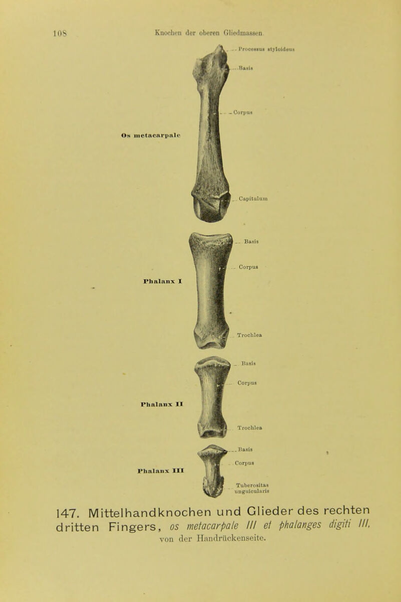 lOS Knoclicn (ier oberen Glie<lma88en Os nietacarpale Pbalnnx I Phalanx II Phalanx III t 147. Mittelhandknochen und Glieder des rechten dritten Fingers, os metacarpale III ef phalanges digiti III. von dcr IIiMulriickenseite.