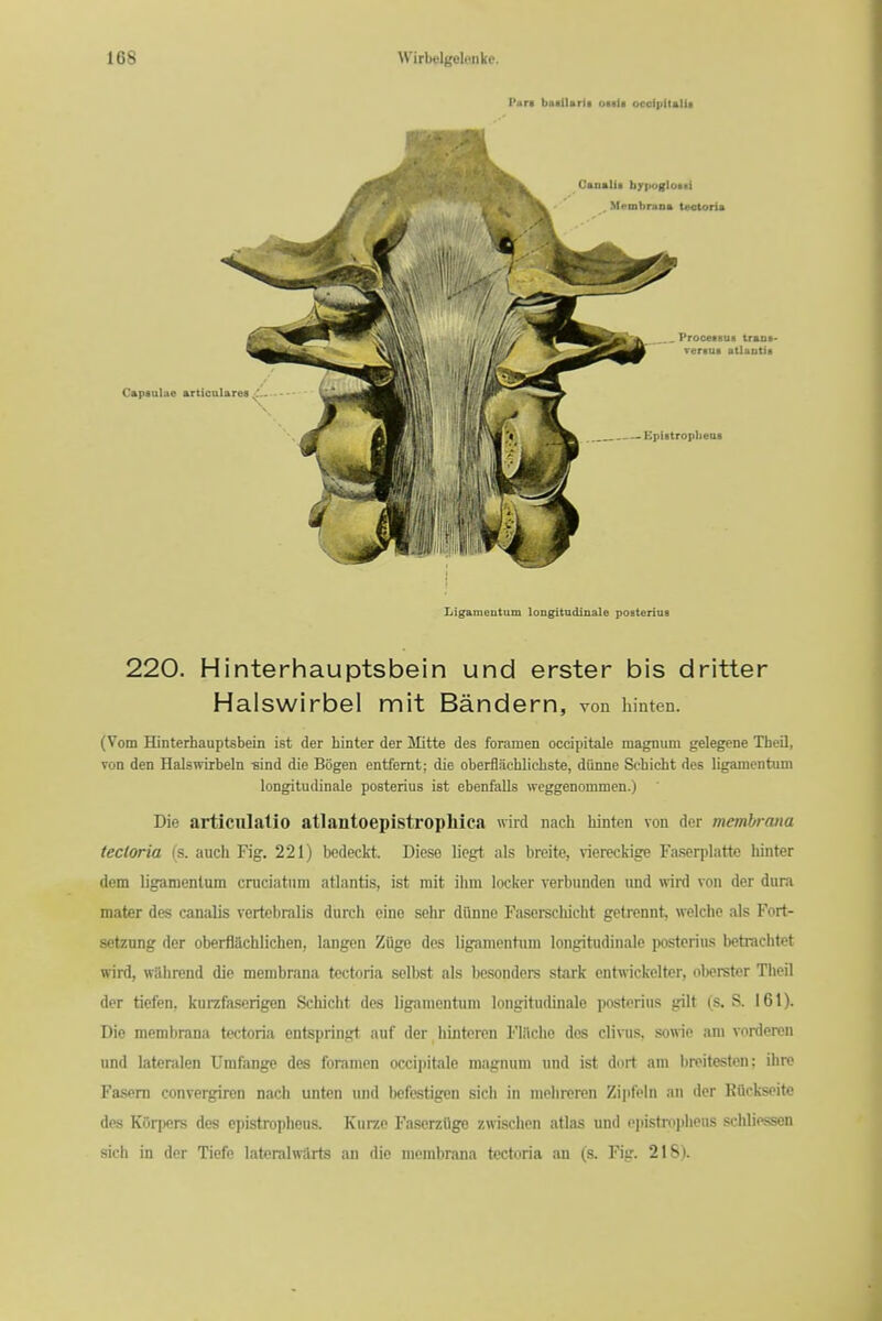 Pars basiUrit omIi ooolpftatia ui trant- atlaptii Ligameutum longitndinale posterius 220. Hinterhauptsbein und erster bis dritter Halswirbel mit Bandern, von hinten. (Vom Hinterhauptsbein ist der hinter der Mitte des foTamen occipitale magnum gelegene Theil, von den Halswirbeln -sind die Bogen entfemt; die oberflachlicLst«, diinne Scbicht des ligamentum longitudinale posterius ist ebenfalls weggenommen.) Die articniatio atlantoepistropMca wird nach hinten von der membrma tectoria (s. audi Fig. 221) bedeckt. Dieso licgt als breite, viereckige Fa.seq)lattc liinter dem ligamentum cruciatiim atlantis, ist mit ihm locker verbunden nnd ^vird von der dura mater des canalis vertebralis durch eine sehr dflnne Faserschicht getrennt, welche als Fort- setzung der oberflachlichen, langen Ziige des ligamentum longitudinale posterius betrachtet wird, wiihrend die membrana tectoria sclbst als besonders stark entwickelter, oberster Tlieil der tiefen, kurzfaserigen Scliiclit des ligamentum longitudinale posterius gilt (s. S. 161). Die membrana tectoria entspringt auf der hintorcn Fliiclie des clivus, sowie am vorderen und lateralen Umfange des foramen occii)itale magnum und ist dort am bn?itesten; ihre Fasem convergiron nach unten und befestigen sich in mehroren Zi])fe!n an der Riickseite des K(5rpers des epistropheus. Kiirze Faserziige zwischen atlas und epistro])beus scbliessen sich in der Tiefe latcralwilrts an die membrana tectoria an (s. Fig. 218).