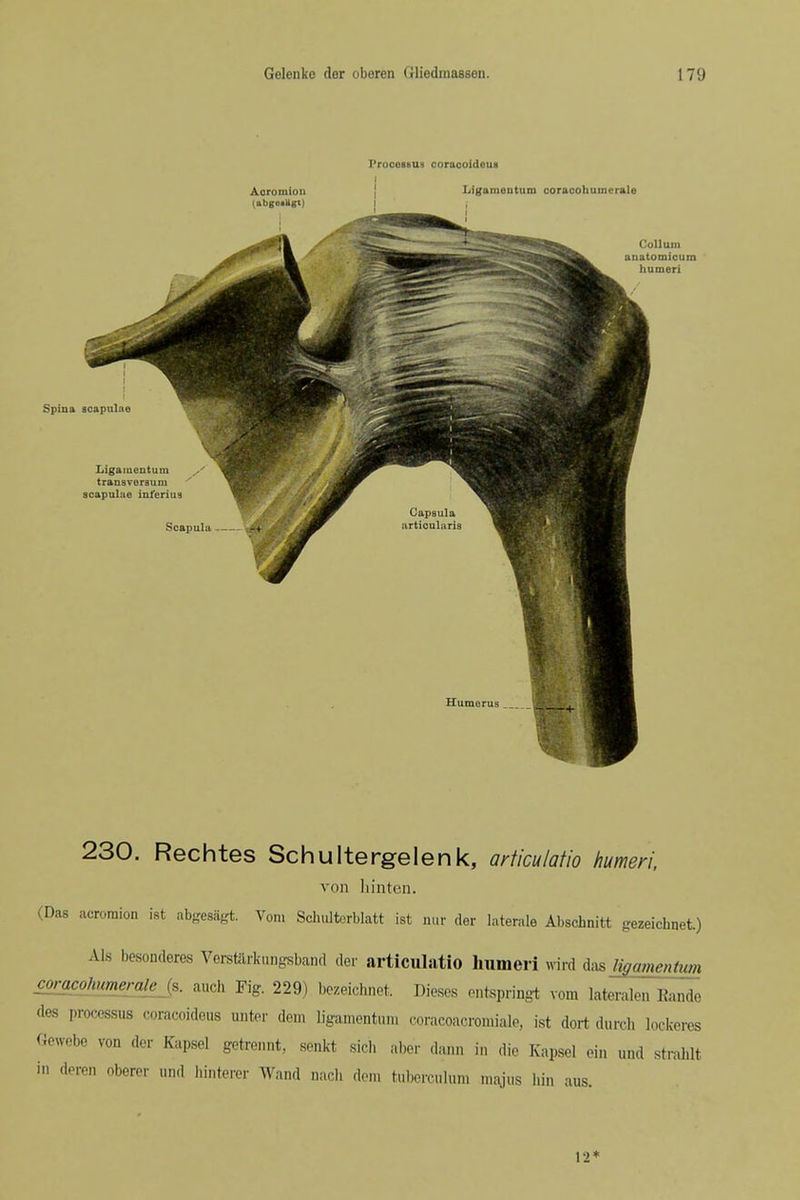 Frocossus coraooideus Ligameutum coraoohumerale Spina scapulae Colluin anatomicum humeri Ligaiuentum transversum scapuliie int'erius Scapula Humerus . 230. Rechtes Schultergelenk, articulatio humeri. von liinteii. (Das acromion ist abgesagt. Von, Sohulterblatt ist mir der laterale Abschnitt gezeicbnet.) Als besonderes Verstarkungsband der articuliitio humeri wird das ligamentum comcohumerale_{s. audi Fig. 229) bczeictaet. Dieses entspringt vom lateralen Eando des processus coracoideus unter dein ligamentum coracoacromiale, ist dort durcli lockeres Gewebe von der Kapsel getrennt, senkt sich aber .lann in die Kapsel ein und stral.lt in deren oberer und binterer Wand nacb doni tubernilun. majus bin aus. 12*