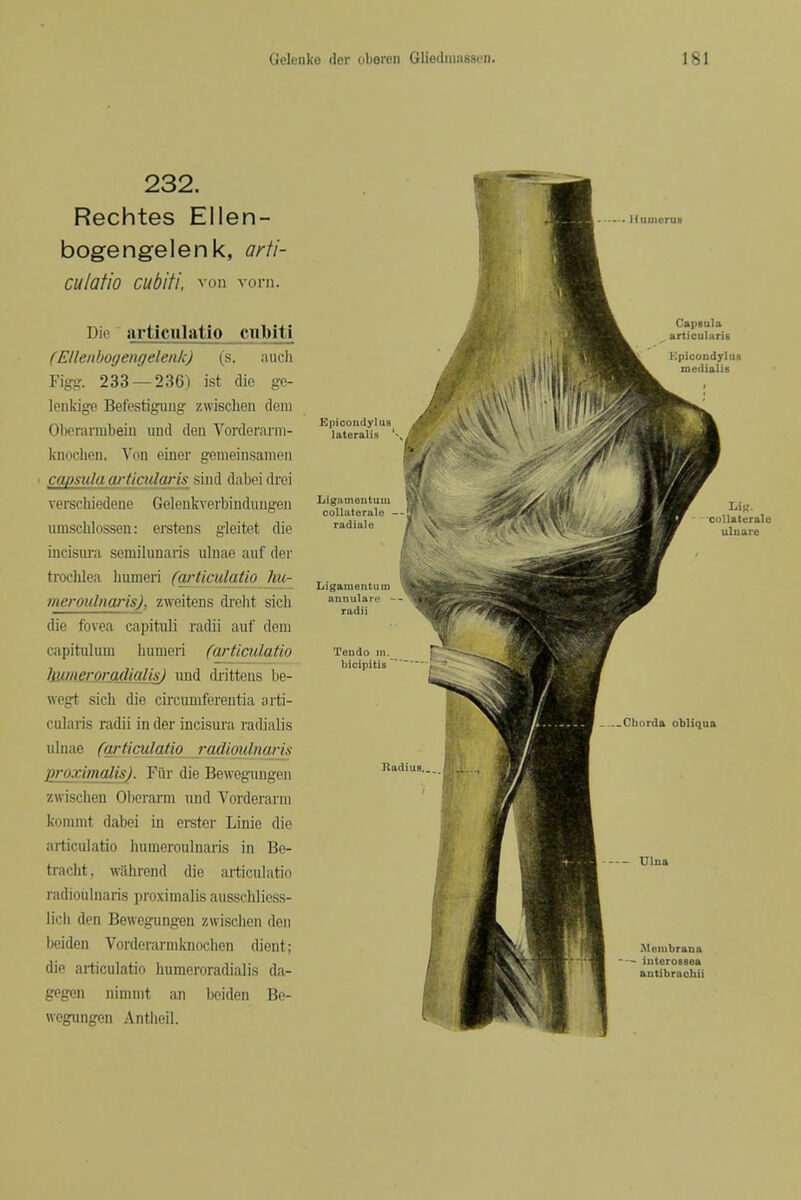 232. Rechtes Ellen- bogengelenk, arti- CUlatio CUbiti, ^■on vorn. Die articttlatio cubiti (Ellenbogengelenk) (s. auch Fig:g:. 233 — 236) ist die ge- lenkige Befestigung zwisclieii dcni Obcrannbeiii und den Vorderarm- knochen. Von einer geraeinsanien ■ papsula artiailaris sind dabei drci verschiedene Gelenkverbiudimgen umschlossen: erstens gleitet die incisiu'a semilunaris ulnae auf der trochlea humeri (articulatio hu- meroulnarisj, zweitens di'eht sich die fovea capituli radii auf dem capitulum humeri (articulatio Immerormlialk) und drittens be- wegt sich die circumferentia arti- cularis radii in der incisura radialis ulnae (articulatio radioulnari.s proximalis). Fiir die Bewegungen zwischen Oborarm und Vorderarm koramt dabei in erster Linie die articulatio humeroulnaris in Be- tracht, wiihrend die aiidcnlatio radioiilnaris proximalis ausschlioss- licli den Bewegungen zwischen den beiden Vorderarmknochen dient; die ai-ticulatio humeroradial is da- gegen nimmt an l)eiden Be- wegungen Antiieil. • Humerus Capsula , articularis KpicODdjlus medialis Epicondyluy lateralis / Ligamentuni colliiterale radial e collateralc uluare Ligaiuentum annulare ~ radii Teudo m. bicipitis .Chorda obliqua Radius Ulna ^lembraua ■ interossea antibrnchii