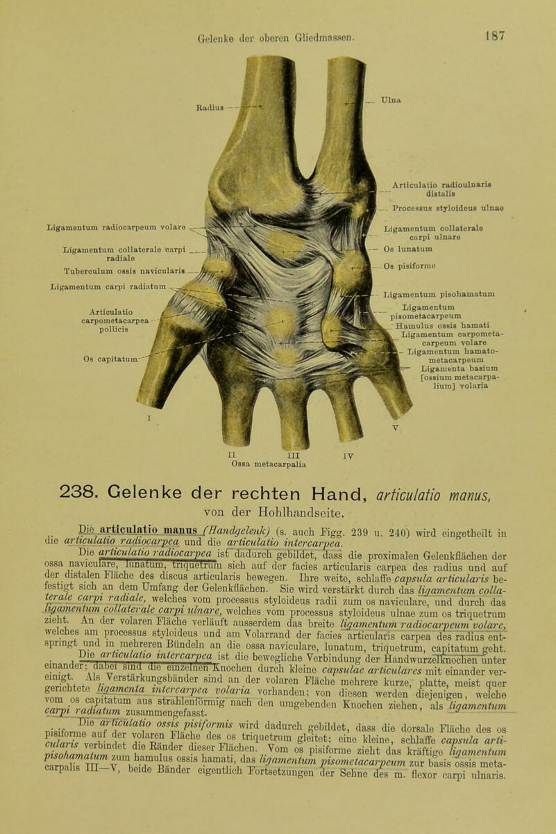 I Gelenke dor obercn Gliedmassen. 187 Radius Ligamentum radiocorpeum volare _ Ligamentum coUatoralo carpi radiale Tuborculum ossis navicularis Xiigamentum carpi radiatum — Aiticulatio carpometacarpea pollicis Ulna Os capitatum Articulatio radioulnaris distalia Processus styloideus ulnao Ligamentum coUaterale carpi ulnare Os lunatum Os pisiforiue Ligamentum pieohamntum Ligamentum pisometacarpeum Hamulus ossis hamati Ligamentum carpometa- carpeum volare - Ligamentum bamato- metacarpeum Ligamenta basium [oesium metacarpa- lium] volaria it ill Ossa metacarpalia 238. Gelenke der rechten Hand, articulatio manus. vou der Hohlhandscite. jirttcnlatio. mimfls(s. auoh Figg. 239 u. 240) wird eingetheilt in die aritculaUo radiocarpca und die articulatio intercarpea. I^'e articulatio radiocarpca isf dadiirch gebUdet, dnss die proximalen Gelenkflaclien der ossa navicuiare, iiinaium, triquetrum sicb aiif dor facias articiilaris carpea des radius und auf der distalen ilaoho des discus articularis bewegen. Ibre weito, sckXti'SQ capsula articularis he- festigt sicb an dem Umfang der Gelenkflachen. Sie wird verstiirkt durcb das li^atnentum coUa- terale carpi radtalc vrehhea vom processus styloideus radii zum os navicuiare, und durcb das Itffamentmn coUaterale carpi nlnare, welcbes vom processus styloideus ulnae zum os triquetrum zieht. An der volaren Flacbe verlauf't ausserdem das breito ligamentum radiocarpeum volarc, welches am processus styloideus und am Volarrand der Cacies articularis carpea des racnurent- spnngt und m mebreren Biindoln an die ossa navicuiare, lunatum, triquetrum, capitatum geht. . articulatw mtcrcarpea [St die bewegbcbe Verbindung der HandwurzelEiiochen unter einandei ; jmue. sinu tuo oinzeinon Knocbcn durcb Ideine capsulae articularcs mit einander ver- /'^'«,.V'8t^'':l^']g8bn<ler sind an dor volaren Macbe mebrere kurze, platte, meist quer vom o, cnifT'''^« •f?''''^ ''■^''l T^'^'''^^^' ^on diesen werden'diejenlgen, welche IZn laZfl' straWenfonnig nacb den uragebenden Knochen Ziehen, tda liffamentum I'tL^J^'^^™^^ zusaramengefasst. - ' x>\a\i,r.^\Ttt^''f t>.m ,yird dadurch gebUdet, dass die dorsale Fliiche des os fiTverh n l'''«=hc des OS triqi.otrnm gleitct: eine kleine, schlaffe capsula arii- Itn r ' Vom OS pisiforme ziebt dks kraftigo Ljamcntum Knr m-V bnZ SnH^r ^'^ .'-/l^T? haamentum pisometacarpeum zur basis ossis meta- carpalis lU-V, boide Bander eigentlicb Fortsetzungen der Sehne des m. flexor carpi ulnaris. I