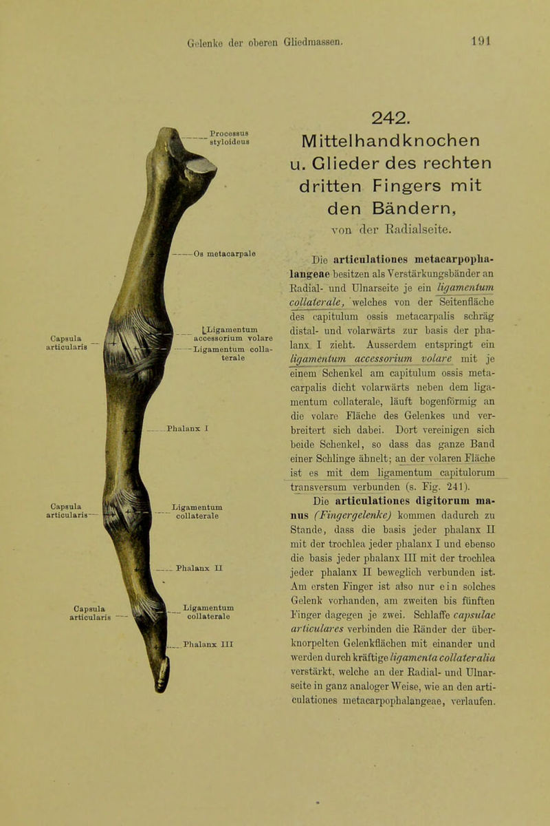 LLigamentum acceasorium volare Ligamentum coUa- terale 242. Mittelhandknochen u. Glieder des rechten dritten Fingers mit den Bandern, von der Radialseite. Dio articulationes metacarpoplia- langeac besitzen als Verstarkungsbander an Radial- und Ulnarseite je ein ligamenium coUaiei-ale, welches von der Seitenflache des capitiUum ossis metacarjjalis schrag distal- und volarwarts zur basis der pha- lanx I zieht. Ausserdem entspringt ein ligmnenUim. acccssorium volare mit je einem Schenkel am capitulum ossis meta- carpalis dicht volarwarts neben dem liga- mentum collaterale, lauft bogenfbrmig an die volare Flache des Gelenkes imd ver- breitert sich dabei. Dort vereinigen sich boide Scbenliel, so dass das ganze Band einer Schlinge ahnelt; an der volaren Flache ist es mit dem ligamentum capitulorum transversum verbunden (s. Fig. 241). Die articulationes digitornm ma- nus (Fingergelcnke) komraen dadurch zu Stande, dass die basis jeder phalanx 11 mit der trochlea jeder phalanx I und ebenso die basis jeder phalanx III mit der trochlea jeder phalanx n bewegiich verbunden ist. Am orsten Finger ist also nur ein seiches Gelenk vorhanden, aiu zweiten bis fiinften Finger dagegen je zwei. Schlaffe capsulac articulares verbinden die Eander der iiber- Icnorpelten Gelenkflachen mit einandcr und werden durch kraftige ligamenta collateralia verstiirkt. welchc an der Ridial- und Ulnar- seite in ganz analoger Weise, wie an den arti- culationes metacarpopbalangeae, verlaufen.