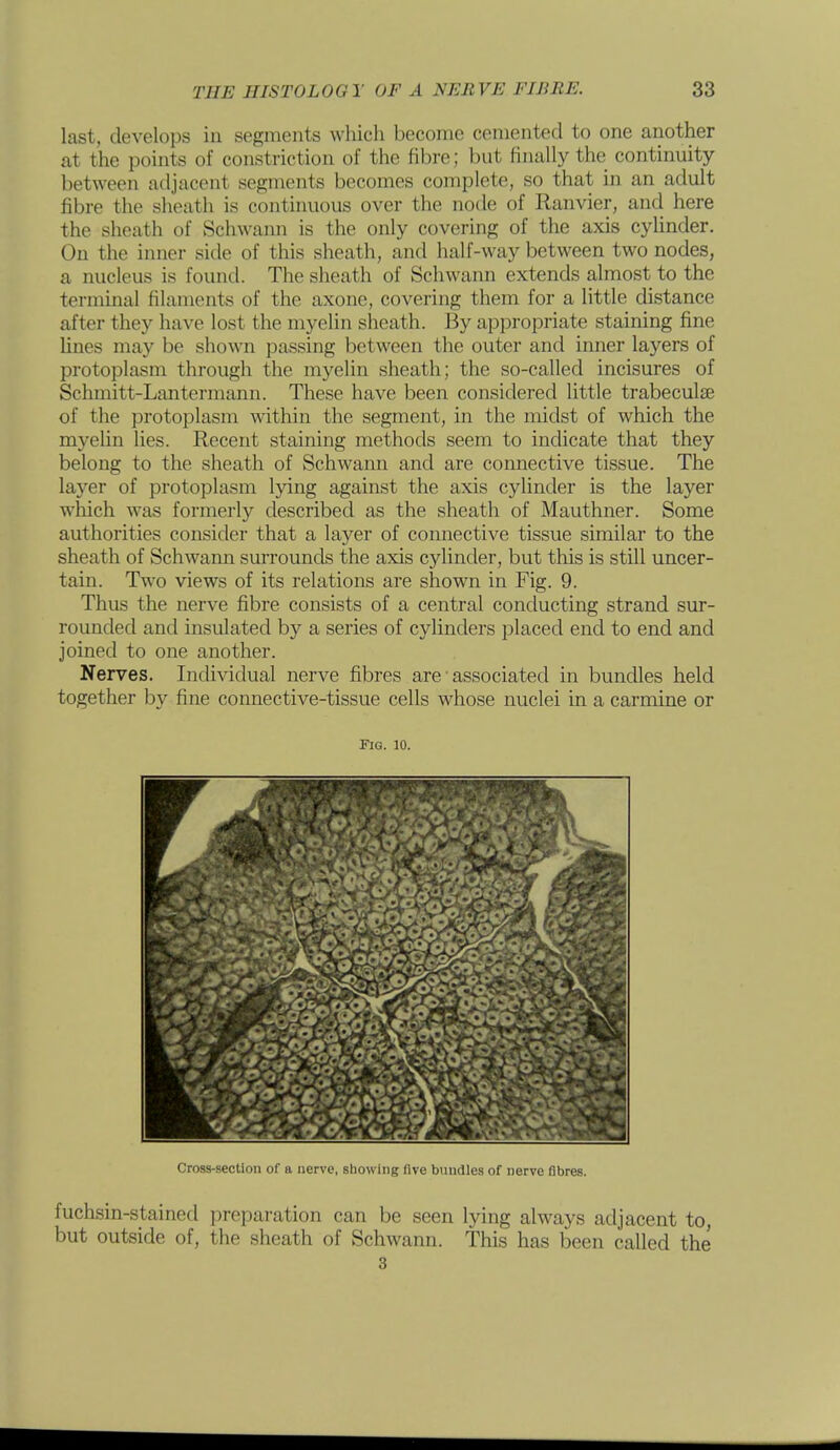 last, develops in segments which become cemented to one another at the points of constriction of the fibre; but finally the continuity between adjacent segments becomes complete, so that in an adult fibre the sheatli is continuous over the node of Ranvier, and here the sheath of Schwann is the only covering of the axis cylinder. On the inner side of this sheath, and half-way between two nodes, a nucleus is found. The sheath of Schwann extends almost to the terminal filaments of the axone, covering them for a little distance after they have lost the myelin sheath. By appropriate staining fine lines may be shown passing between the outer and inner layers of protoplasm through the myelin sheath; the so-called incisures of Schmitt-Lantermann. These have been considered little trabecule of the protoplasm within the segment, in the midst of which the myelin lies. Recent staining methods seem to indicate that they belong to the sheath of Schwann and are connective tissue. The layer of protoplasm lying against the axis cylinder is the layer which was formerly described as the sheath of Mauthner. Some authorities consider that a layer of connective tissue similar to the sheath of Schwann surrounds the axis cylinder, but this is still uncer- tain. Two views of its relations are shown in Fig. 9. Thus the nerve fibre consists of a central conducting strand sur- rounded and insulated by a series of cylinders placed end to end and joined to one another. Nerves. Individual nerve fibres are • associated in bundles held together by fine connective-tissue cells whose nuclei in a carmine or Fig. 10. Cross-section of a nerve, showing five bundles of nerve fibres. fuchsin-stained preparation can be seen lying always adjacent to, but outside of, the sheath of Schwann. This has been called the 3