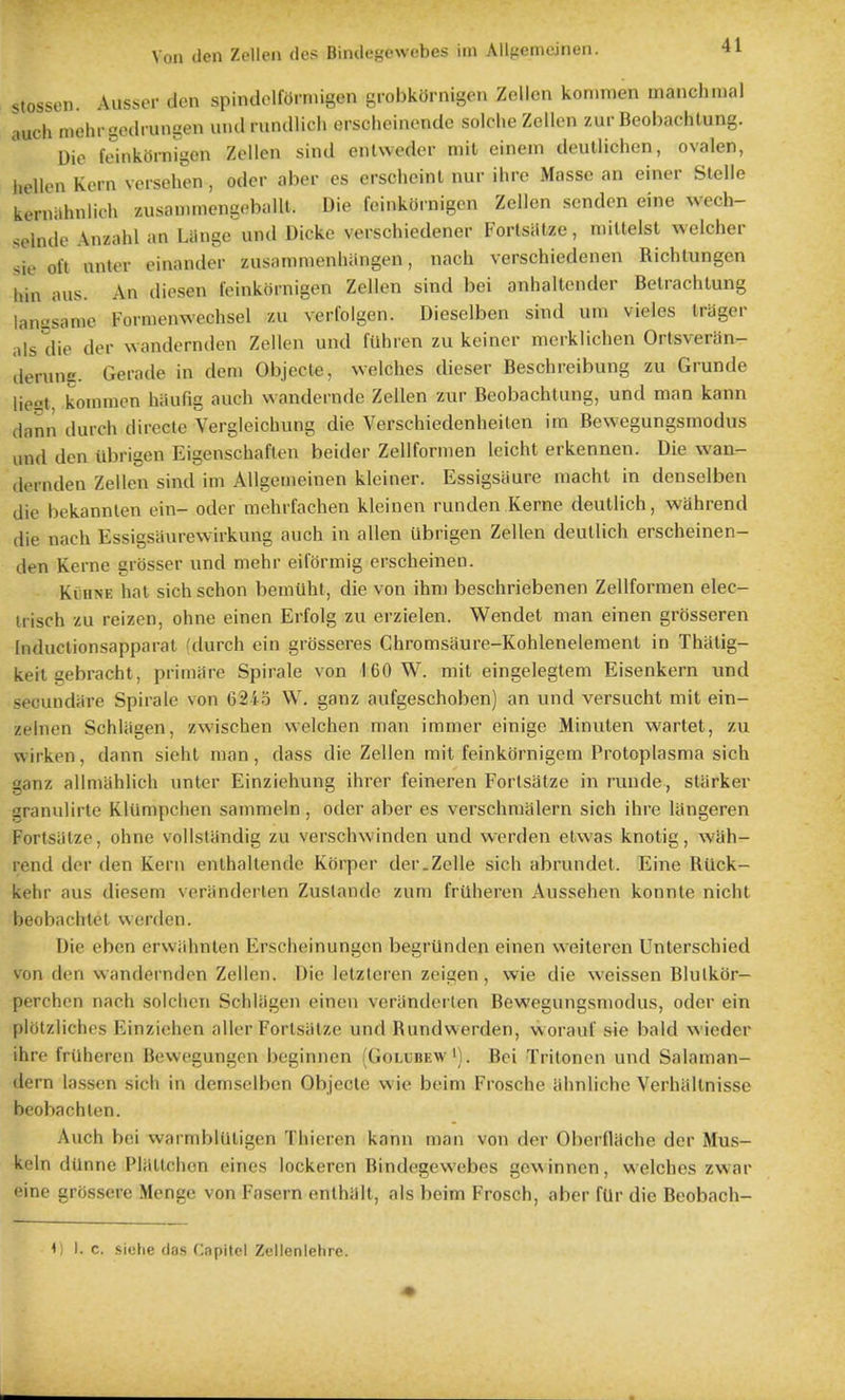 stosson Ausser don spindclfOmiigen grobkornigen Zellen konimen manchinal auch mehrgoilrungen untl rundlich orscheinende solche Zollen zur Beobachtung. Die feinkernigen Zellen sind entweder mil einein deullichen, ovalen, hellen Kern veisehen, oder aber es erschcint nur ihre Masse an einer Slelle kernahnlifh zusammengeballl. Die feinkornigen Zellen scnden eine wech- ^elnde Anzahl an Lange und Dicke verschiedener FortsiUze, mittelst welcher ^ie oil nnler einander zusammenhiingen, nach verschiedenen Richlungen hin aus. An diesen feinkornigen Zellen sind bei anhaltender Belrachtung lanasanie Fornienwechsel zu verfolgen. Dieselben sind urn vieles Iriiger ills die der wandernden Zellen und fiihren zu keincr merklichen Orlsveran- derune. Gerade in deni Objecle, welches dieser Beschreibung zu Grunde liest koninien hiiufig auch wandernde Zellen zur Beobachtung, und man kann dann durch direcle Vergleichung die Verschiedenheiten im Bewegungsmodus und den iibrigen Eigenschaflen beider Zellfornien Icicht erkennen. Die wan- dernden Zellen sind im Allgeiiieinen klciner. Essigsiiure macht in denselben die bekannlen ein- oder mehrfachen kleinen runden Kerne deutlich, wahrend die nach Essigsaurewirkung auch in alien ubrigen Zellen deutlich erscheinen- den Kerne grosser und mehr eiformig erscheinen. KiHNE hat sich schon bemUht, die von ihm beschriebenen Zellformen elec- liisch zu reizen, ohne einen Erfolg zu erzielen. Wendet man einen grosseren Induclionsapparat (durch ein grosseres Chromsaure-Kohlenelement in Thalig- keit gebracht, primitre Spirale von 160 W. mit eingelegtem Eisenkern und seoundiire Spirale von 6243 W. ganz aufgeschoben) an und versucht mit ein- zelnen Schliigen, zwischen welchen man immer einige Minuten wartet, zu wirken, dann siehl man, dass die Zellen mit feinkornigem Proloplasma sich ganz allmiihlich unter Einziehung ihrer feineren Fortsatze in runde, starker granulirte KlUmpchen sammeln, oder aber es verschmalern sich ihre langeren Fortsiilze, ohne vollstandig zu verschwinden und werden etw-as knotig, wah- rend der den Kern enthaltende Korper der.Zelle sich abrundel. Eine Riick- kehr aus diesem veriinderlen Zustande zum frilheren Aussehen konnte nicht beobachtel werden. Die eben erwiihnten Erscheinungen begrtlnden einen weiteren Unterschied von den wandernden Zellen. Die letztcren zeigen, wie die weissen Blulkor- perchen nach solclien Schliigen einen veriinderlen Bewegungsmodus, oder ein plotzlichcs Einziehen aller Fortsiitze und Rundwerden, woraul' sie bald wieder ihre frilheren Bewegungen beginnen (Golubew'). Bei Tritonen und Salaman- dern lassen sich in demselben Objecle wie beim Frosche iihnliche Verhiillnisse beobachten. Auch bei warmbliltigen Tliieron kann man von der Oberflache der Mus- kcln dUnne IMiiltchen eines lockeren Bindegewebes gewinnen, welches zw ar eine grossere Menge von Fasern enthalt, als beim Frosch, aber fUr die Beobach- 1) I. c. siehe das Capitel Zellenlehre.