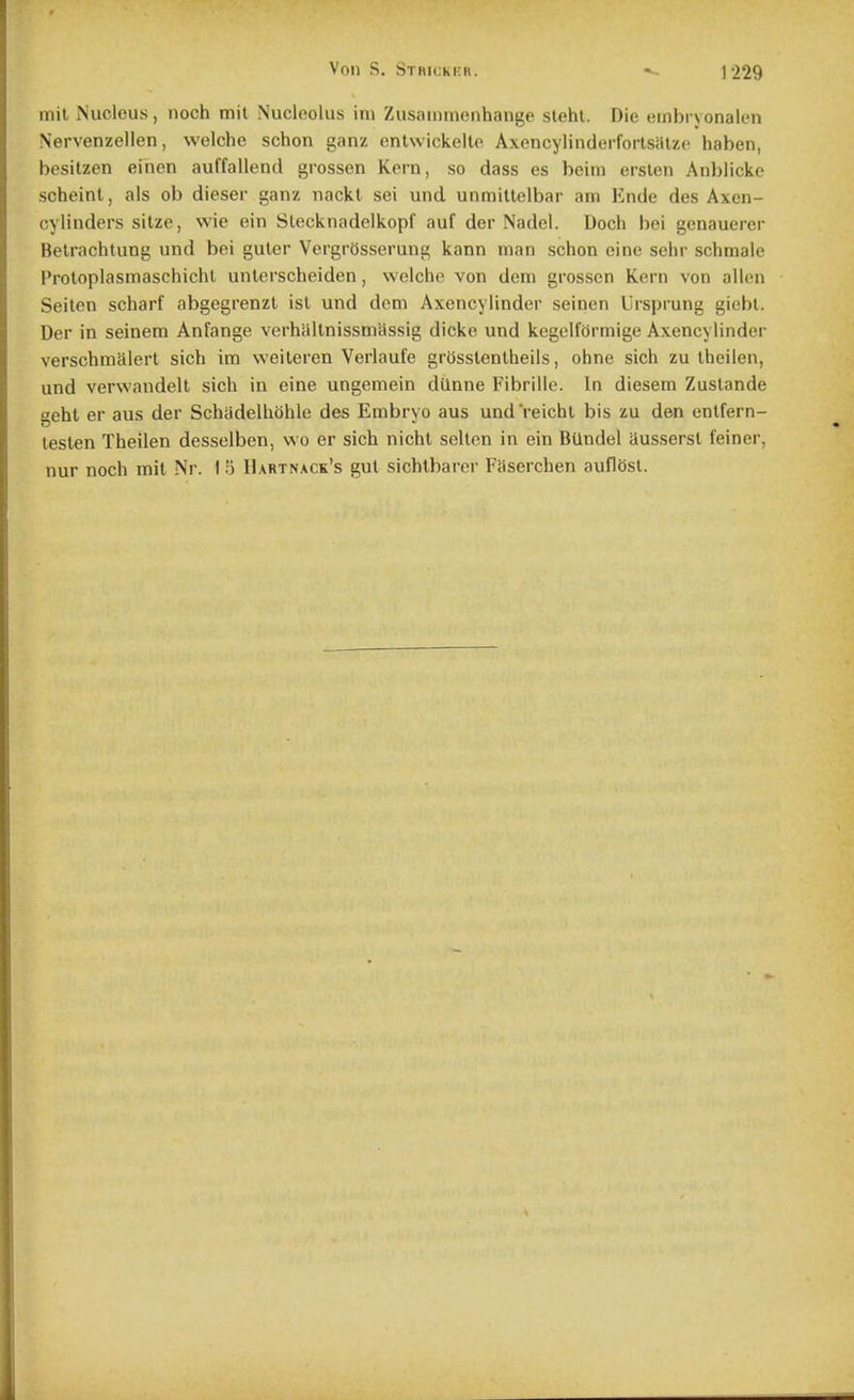 mil Nucleus, noch mil Nucleolus im Zusammenhange slehl. Die einbr\ onalcn Nervenzellen, welchc schon ganz onlwickelle AxencyliiiderforlsiUzc haben, besitzen einen auffallend grossen Kern, so dass es beim erslen Anblicke scheinl, als ob dieser ganz nackl sei und unmillelbar am Ende des Axcn- cylinders sitze, wie ein Slecknadelkopf auf der Nadcl. Doch bei genauerer Belrachlung und bei guler VergrOsserung kann man schon eine sehr schmale Proloplasmaschichl unlerscheiden, welche von dem grossen Kern von alien Seilen scharf abgegrenzt isl und dem Axencylinder seinen Ursprung giebl. Der in seinem Anfange verhiillnissmassig dicke und kegclformige Axencylinder verschmalerl sich im v^'eileren Verlaufe grOsslenlheils, ohne sich zu iheilen, und verwandelt sich in eine ungemein dilnne Fibriilo. In diesem Zuslande geht er aus der Schadelhbhle des Embryo aus und'reichl bis zu den enlfern- leslen Theilen desselben, wo er sich nicht sellon in ein BUndel iiussersl feiner, nur noch mil Nr. I ij Hartnack's gul sichlbarer Faserchen auflosl.