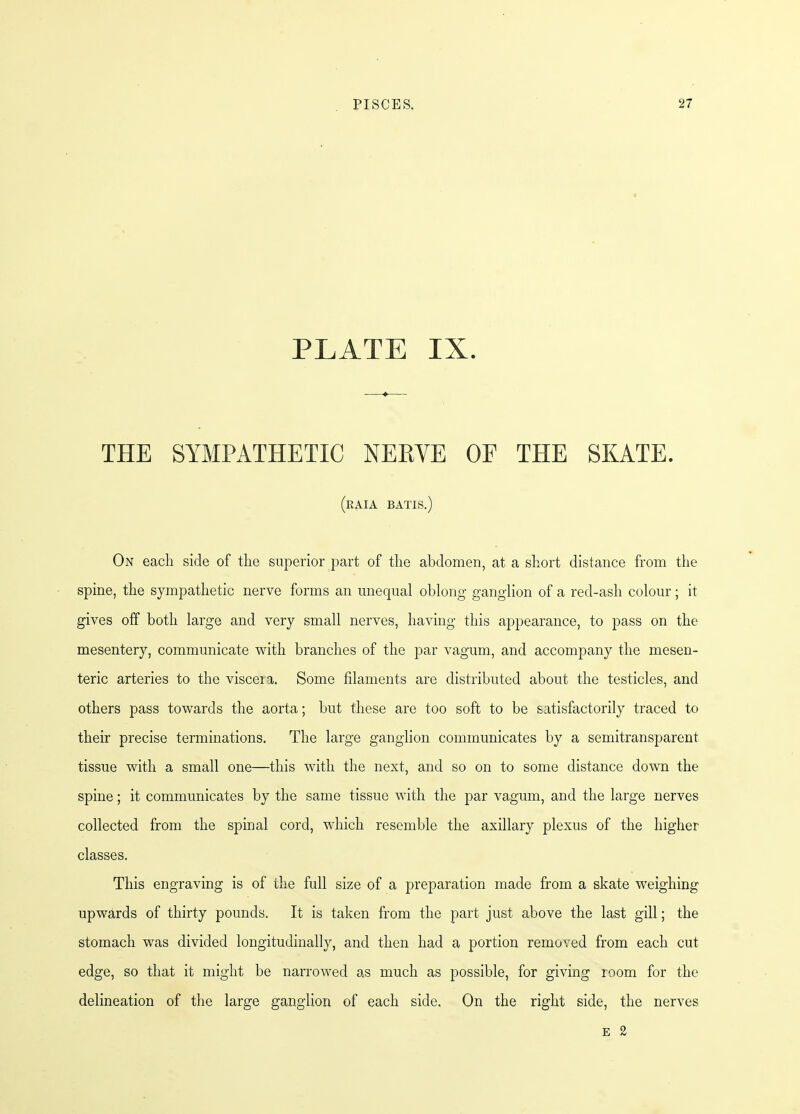 PLATE IX. THE SYMPATHETIC NEEVE OF THE SKATE. (eaia BATIS.) On each side of the superior part of the abdomen, at a short distance from the spine, the sympathetic nerve forms an unequal oblong ganglion of a red-ash colour; it gives off both large and very small nerves, having this appearance, to pass on the mesentery, communicate with branches of the par vagum, and accompany the mesen- teric arteries to the visceia. Some filaments are distributed about the testicles, and others pass towards the aorta; but these are too soft to be satisfactorily traced to their precise terminations. The large ganglion communicates by a semitransparent tissue with a small one—this with the next, and so on to some distance down the spine; it communicates by the same tissue with the par vagum, and the large nerves collected from the spinal cord, which resemble the axillary plexus of the higher classes. This engraving is of the full size of a preparation made from a skate weighing upwards of thirty pounds. It is taken from the part just above the last gill; the stomach was divided longitudinally, and then had a portion removed from each cut edge, so that it might be narrowed as much as possible, for giving ioom for the delineation of the large ganglion of each side. On the right side, the nerves