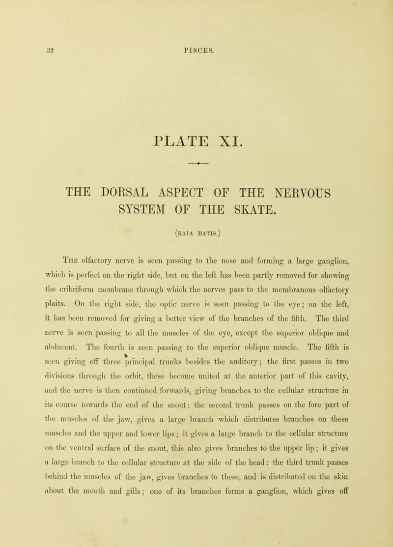 PLATE XI. THE DOKSAL ASPECT OF THE NEKVOUS SYSTEM OF THE SKATE. (raia BATIS.) The olfactory nerve is seen passing to the nose and forming a large ganglion, which is perfect on the right side, but on the left has been partly removed for showing the cribriform membrane through which the nerves pass to the membranous olfactory plaits. On the right side, the optic nerve is seen passing to the eye; on the left, it has been removed for giving a better view of the branches of the fifth. The third nerve is seen passing to all the muscles of the eye, except the superior oblique and abducent. The fourth is seen passing to the superior oblique muscle. The fifth is seen giving off three principal trunks besides the auditory; the first passes in two divisions through the orbit, these become united at the anterior part of this cavity, and the nerve is then continued forwards, giving branches to the cellular structure in its course towards the end of the snout: the second trunk passes on the fore part of the muscles of the jaw, gives a large branch which distributes branches on these muscles and the upper and lower lips; it gives a large branch to the cellular structure on the ventral surface of the snout, this also gives branches to the upper lip; it gives a large branch to the cellular structure at the side of the head: the third trunk passes behind the muscles of the jaw, gives branches to these, and is distributed on the skin about the mouth and gills; one of its branches forms a ganglion, which gives off