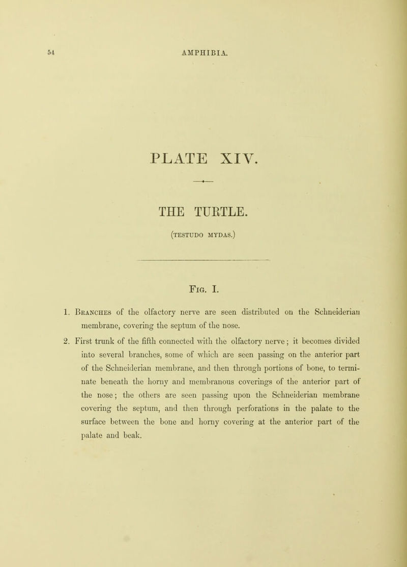 PLATE XIV. THE TURTLE. (testudo MYDAS.) Fig. I. 1. Branches of the olfactory nerve are seen distributed on the Schneiderian membrane, covering the septum of the nose. 2. First trunk of the fifth connected with the olfactory nerve ; it becomes divided into several branches, some of which are seen passing on the anterior part of the Schneiderian membrane, and then through portions of bone, to termi- nate beneath the horny and membranous coverings of the anterior part of the nose; the others are seen passing upon the Schneiderian membrane covering the septum, and then through perforations in the palate to the surface between the bone and horny covering at the anterior part of the palate and beak.