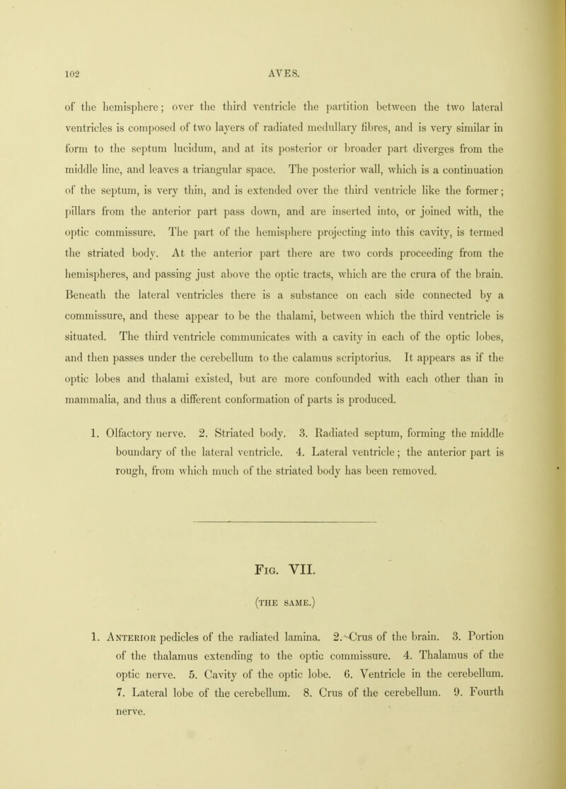 of the hemisphere; over the third ventricle the partition between the two lateral ventricles is composed of two layers of radiated medullary fibres, and is very similar in form to the septum lucidum, and at its posterior or broader part diverges from the middle line, and leaves a triangular space. The posterior wall, which is a continuation of the septum, is very thin, and is extended over the third ventricle like the former; pillars from the anterior part pass down, and are inserted into, or joined with, the optic commissure. The part of the hemisphere projecting into this cavity, is termed the striated body. At the anterior part there are two cords proceeding from the hemispheres, and passing just above the optic tracts, which are the crura of the brain. Beneath the lateral ventricles there is a substance on each side connected by a commissure, and these appear to be the thalami, between which the third ventricle is situated. The third ventricle communicates with a cavity in each of the optic lobes, and then passes under the cerebellum to the calamus scriptorius. It appears as if the optic lobes and thalami existed, but are more confounded with each other than in mammalia, and thus a different conformation of parts is produced. 1. Olfactory nerve. 2. Striated body. 3. Radiated septum, forming the middle boundary of the lateral ventricle. 4. Lateral ventricle ; the anterior part is rough, from which much of the striated body has been removed. Fig. VII. (the same.) 1. Anterior pedicles of the radiated lamina. 2.MDrus of the brain. 3. Portion of the thalamus extending to the optic commissure. 4. Thalamus of the optic nerve. 5. Cavity of the optic lobe. 6. Ventricle in the cerebellum. 7. Lateral lobe of the cerebellum. 8. Crus of the cerebellum. 9. Fourth nerve.