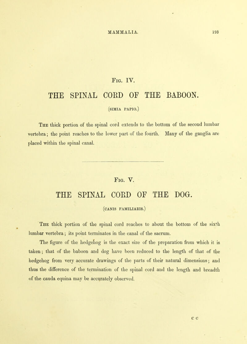 Fig. IV. THE SPINAL CORD OF THE BABOON. (SIMIA PAPIO.) The thick portion of the spinal cord extends to the bottom of the second lumbar vertebra; the point reaches to the lower part of the fourth. Many of the ganglia are placed within the spinal canal. Fig. V. THE SPINAL CORD OF THE DOG. (CANIS FAMILIARIS.) The thick portion of the spinal cord reaches to about the bottom of the six+h lumbar vertebra; its point terminates in the canal of the sacrum. The figure of the hedgehog is the exact size of the preparation from which it is taken; that of the baboon and dog have been reduced to the length of that of the hedgehog from very accurate drawings of the parts of their natural dimensions; and thus the difference of the termination of the spinal cord and the length and breadth of the cauda equina may be accurately observed. c c