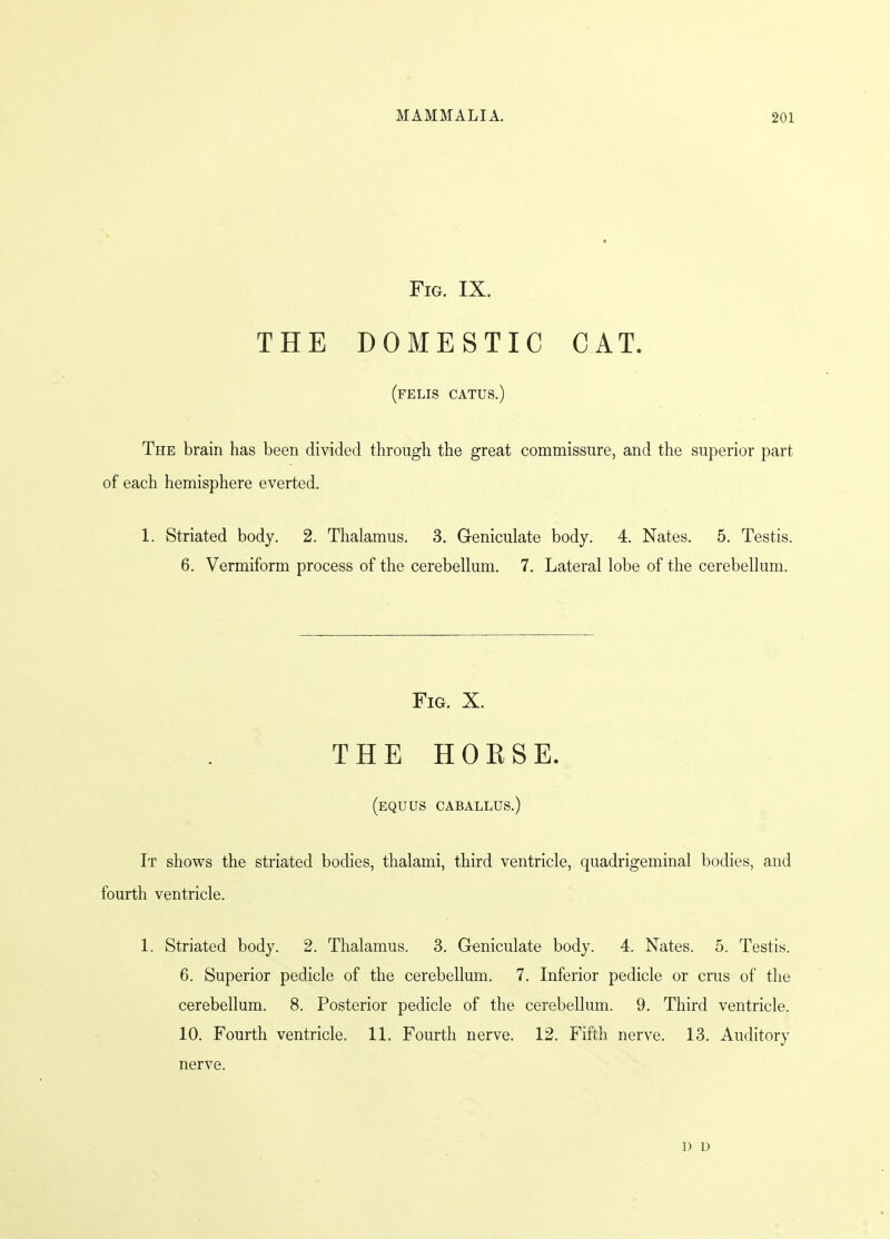 Fig. IX. THE DOMESTIC CAT. (felis catus.) The brain has been divided through the great commissure, and the superior part of each hemisphere everted. 1. Striated body. 2. Thalamus. 3. Geniculate body. 4. Nates. 5. Testis. 6. Vermiform process of the cerebellum. 7. Lateral lobe of the cerebellum. Fig. X. THE HOESE. (equus caballus.) It shows the striated bodies, thalami, third ventricle, quadrigeminal bodies, and fourth ventricle. 1. Striated body. 2. Thalamus. 3. Geniculate body. 4. Nates. 5. Testis. 6. Superior pedicle of the cerebellum. 7. Inferior pedicle or cms of the cerebellum. 8. Posterior pedicle of the cerebellum. 9. Third ventricle. 10. Fourth ventricle. 11. Fourth nerve. 12. Fifth nerve. 13. Auditory nerve. 1) D