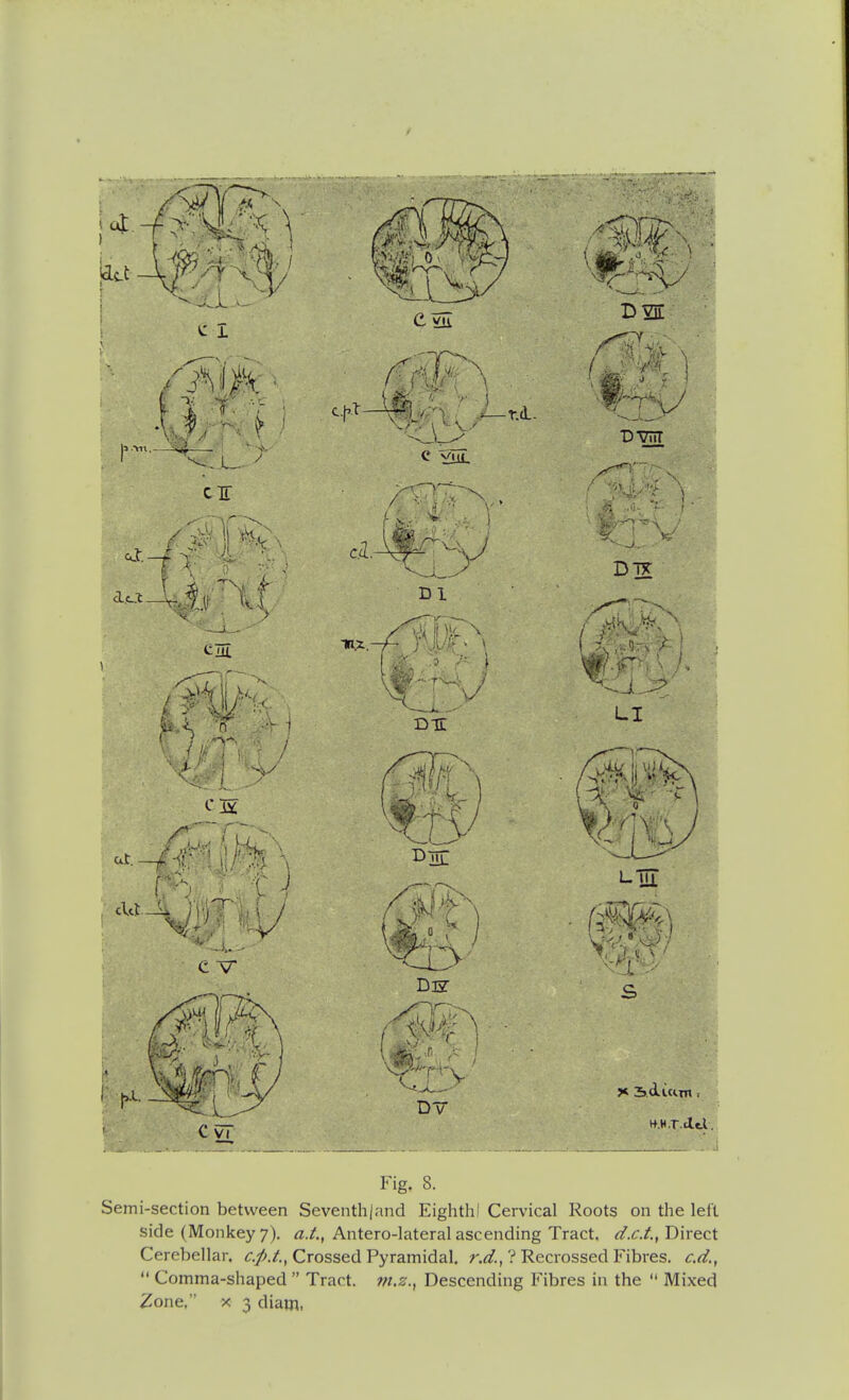 Fig. 8. Semi-section between Seventhjand EighthI Cervical Roots on the left side (Monkey7). a.t, Antero-lateralascending Tract. d.c.t.,\)\xQ.c\. Cerebellar. Crossed Pyramidal, r.^/., ? Recrossed Fibres, c.d.,  Comma-shaped  Tract, m.z., Descending Fibres in the  Mixed Zone,  X 3 diam,