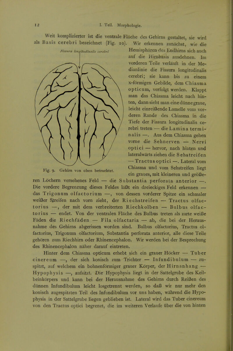 Weit komplizierter ist die ventrale Fliiche des Gehirns gestaltet, sie wird als Basis cerebri bezeichnet (Fig. lo). Wir erkennen zunachst, wie die Fissnra longitiidinalis cerebri Hemispharcn (ics Endhlms sich auch auf die Hirnbasis ausdehnen. Im vorderen Teile verlauft in der Me- dianlinie die Fissura longitudinalis cerebri; sie kann bis zu einem x-formigen Gebilde, dem Chiasm a opticum, verfolgt werden. Klappt man das Chiasma leicht nach hin- ten, dann sieht man eine diinnegraue, leicht einreiOende Lamelle vorn vor- deren Rande des Chiasma in die Tiefe der Fissura longitudinalis ce- rebri treten — die Lamina termi- nalis —. Aus dem Chiasma gehen vorne die Sehnerven — Nervi optici — hervor, nach hinten und lateralwarts ziehen die Sehstreifen — Tractus optici —. Lateral vom T^. „ ^ ,. V u . 1.. . Chiasma und vom Sehstreifen liegt V\g. 9. Genirn von oben betrachtet. . ° em graues, mit kleineren und groBe- ren Lochern versehenes Feld — die Substantia perforata anterior —. Die vordere Begrenzung dieses Feldes lafit ein dreieckiges Feld erkennen — das Trigonum olfactorium —, von dessen vorderer Spitze ein schmaler weifier Sfreifen nach vorn zieht, der Ri e chstreifen — Tractus olfac- torius —, der mit dem verbreiterten Riechkolben — Bulbus olfac- torius — endet. Von der ventralen Flache des Bulbus treten als zarte weiBe Faden die Riechfaden — Fila olfactaria — ab, die bei der Heraus- nahme des Gehirns abgerissen worden sind. Bulbus olfactorius, Tractus ol- factorius, Trigonum olfactorium, Substantia perforata anterior, alle diese Teile gehoren zum Riechhirn oder Rhinencephalon. Wir werden bei der Besprechung des Rhinencephalon naher darauf eintreten. Hinter dem Chiasma opticum erhebt sich ein grauer Hocker — Tuber cinereum —, der sich konisch zum Trichter — Infundibulum — zu- spitzt, auf welchem ein bohnenformiger grauer Korper, der Hirnanhang — Hypophysis —, aufsitzt. Die Hypophysis liegt in der Sattelgrube des Keil- beinkorpers und kann bei der Herausnahme des Gehirns durch Reiflen des dlinnen Infundibulum leicht losgetrennt werden, so daf3 wir nur mehr den konisch zugespitzten Teil des Infundibulum vor uns haben, wahrend die Hypo- physis in der Sattelgrube liegen geblieben ist. Lateral wird das Tuber cinereum von den Tractus optici begrenzt, die im weiteren Verlaufe tiber die von hinten