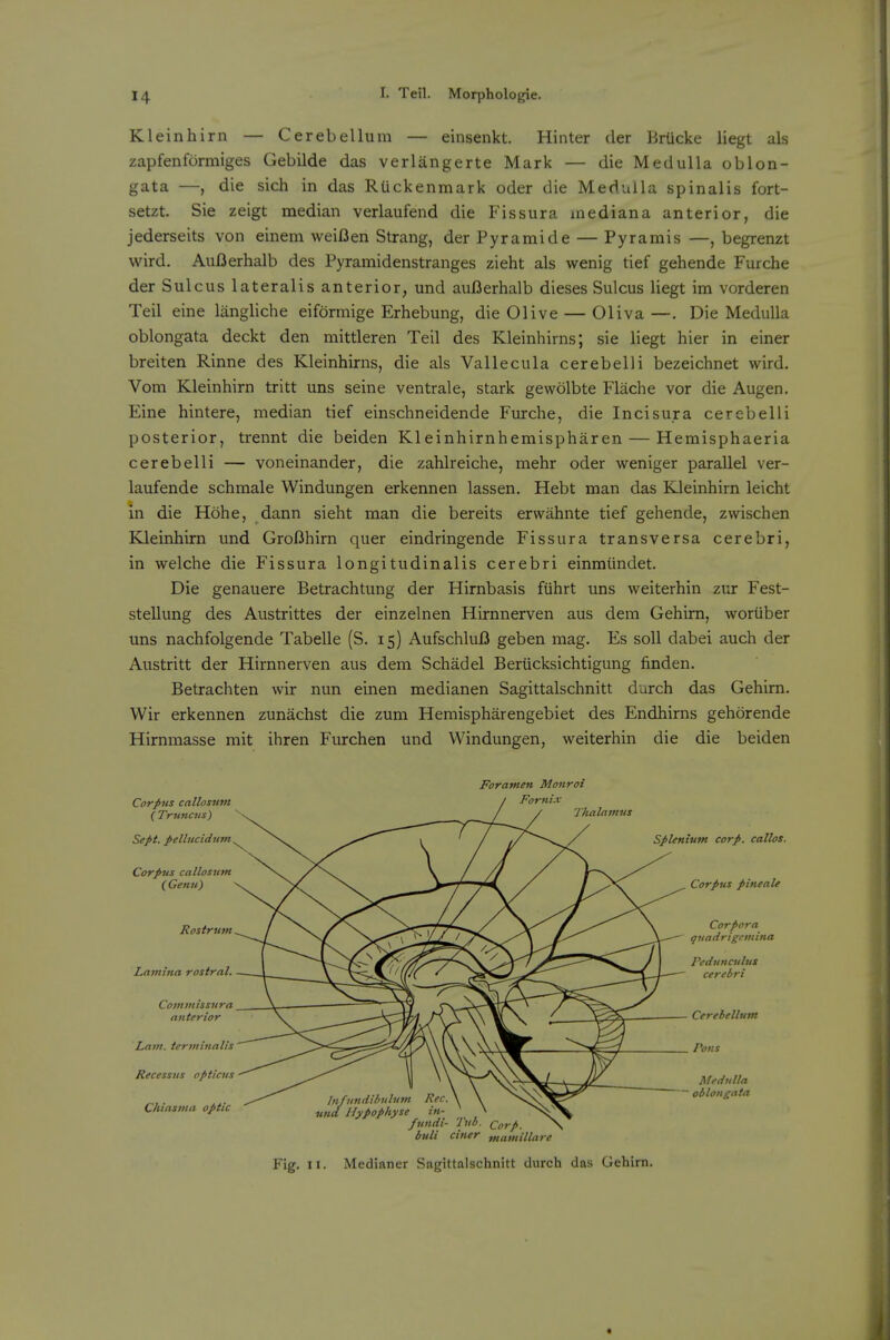 Kleinhirn — Cerebellum — einsenkt. Hinter der BrUcke iiegt als zapfenformiges Gebilde das verlangerte Mark — die Medulla oblon- gata —, die sich in das Rlickenmark oder die Medulla spinalis fort- setzt. Sie zeigt median verlaufend die Fissura inediana anterior, die jederseits von einem weiBen Strang, derPyramide — Pyramis —, begrenzt wird. AuBerhalb des Pyramidenstranges zieht als wenig tief gehende Furche der Sulcus lateralis anterior, und auBerhalb dieses Sulcus liegt im vorderen Teil eine langliche eiformige Erhebung, die Olive — Oliva —. Die Medulla oblongata deckt den mittleren Teil des Kleinhirns; sie liegt hier in einer breiten Rinne des Kleinhirns, die als Vallecula cerebelli bezeichnet wird. Vom Kleinhirn tritt uns seine ventrale, stark gewolbte Flache vor die Augen. Eine hintere, median tief einschneidende Furche, die Incisura cerebelli posterior, trennt die beiden Kleinhirnhemispharen — Hemisphaeria cerebelli — voneinander, die zahlreiche, mehr oder weniger parallel ver- laufende schmale Windungen erkennen lassen. Hebt man das Kleinhirn leicht in die Hohe, dann sieht man die bereits ervvahnte tief gehende, zwischen Kleinhirn und GroBhirn quer eindringende Fissura transversa cerebri, in welche die Fissura longitudinalis cerebri einmiindet. Die genauere Betrachtung der Hirnbasis fiihrt uns weiterhin ziu: Fest- stellung des Austrittes der einzelnen Hirnnerven aus dem Gehim, woruber uns nachfolgende Tabelle (S. 15) AufschluB geben mag. Es soil dabei auch der Austritt der Hirnnerven aus dem Schadel Beriicksichtigung finden. Betrachten wir nun einen medianen Sagittalschnitt durch das Gehirn. Wir erkennen zunachst die zum Hemispharengebiet des Endhirns gehorende Hirnmasse mit ihren Furchen und Windungen, weiterhin die die beiden Corpus callosnm C Truncus) Sept. pellncidunt Foramen Monroi / Fornix Splenium corp. callos. Corpus callosufn ( Genu) Corpus pineale Rostrum Corpora guadrigemina Lamina rostral. Pedunculus cerebri Commissura anterior Cerebellum Lam. tertninalis Recessus opticus Medulla ~ oblongata Chiasma optic fundi- Tub. Corp. N buli ciner „,amillare Fig. II. Medianer Sagittalschnitt durch das Gehirn.