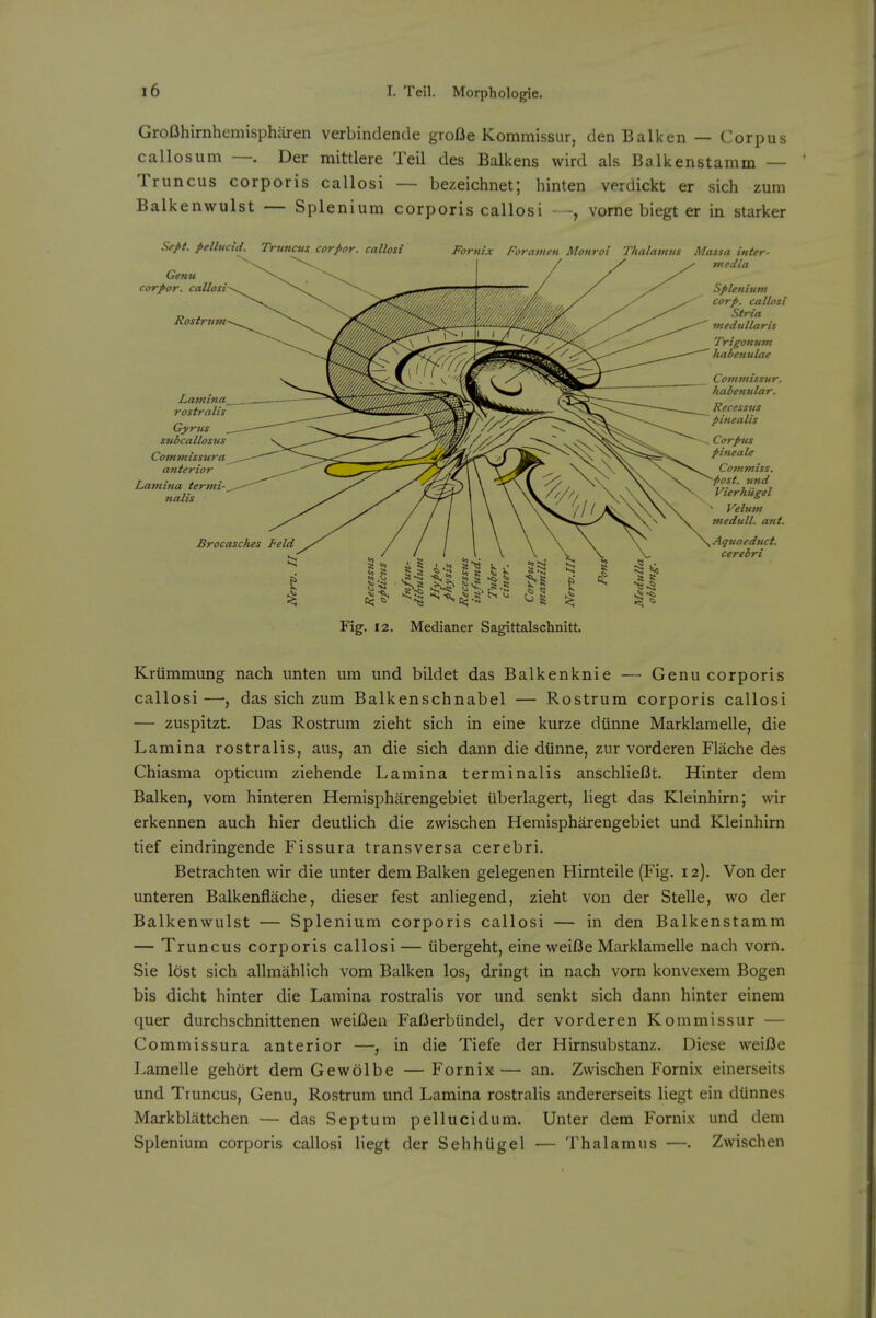 Grofthirnhemispharen verbindende grofie Kommissur, den Balkan — Corpus callosum —. Der mittlere Teil des Balkens wird als Balk ens tamm — Truncus corporis callosi — bezeichnet; liinten verdickt er sich zum Balkenwulst — Splenium corporis callosi - -, vorne biegt er in starker Sept. pellucid. Truncus corpor. callosi Genu corpor. callosi Rostrutn Latnina^ ros traits Gyrus suicallosjis Commissura anterior Lamina termi- nalis Brocasches Feld Fornix Foramen Monroi Thalamus Massa inter- media Splenium corp. callosi Stria medullaris Trigonum habenulae Commissur. habenular. Recessits pinealis Corpus pineale Cojnmiss. post, und Vierhiigel • Velum medull. ant. Aguaeduct. cerebri Fig. 12. Medianer Sagittalschnitt. Kriimmung nach unten um und bildet das Balkenknie — Genu corporis callosi—, das sich zum Balkenschnabel — Rostrum corporis callosi — zuspitzt. Das Rostrum zieht sich in eine kurze diinne Marklamelle, die Lamina rostralis, aus, an die sich dann die diinne, zur vorderen Flache des Chiasma opticum ziehende Lamina terminalis anschlieflt. Hinter dem Balken, vom hinteren Hemispharengebiet uberlagert, liegt das Kleinhirn; wir erkennen auch hier deutlich die zwischen Hemispharengebiet und Kleinhirn tief eindringende Fissura transversa cerebri. Betrachten wir die unter dem Balken gelegenen Hirnteile (Fig. 12). Von der unteren Balkenflache, dieser fest anliegend, zieht von der Stelle, wo der Balkenwulst — Splenium corporis callosi — in den Balkenstamm — Truncus corporis callosi — iibergeht, eine weiI3e Marklamelle nach vorn. Sie lost sich allmahlich vom Balken los, dringt in nach vorn konvexem Bogen bis dicht hinter die Lamina rostralis vor und senkt sich dann hinter einem quer durchschnittenen weil3en FaBerbiindel, der vorderen Kommissur — Commissura anterior —; in die Tiefe der Hirnsubstanz. Diese weifie Lamelle gehort dem Gewolbe — Fornix — an. Zwischen Fornix einerseits und Truncus, Genu, Rostrum und Lamina rostralis andererseits liegt ein diinnes Markblattchen — das Septum pellucidum. Unter dem Fornix und dem Splenium corporis callosi liegt der Sehhligel — Thalamus —. Zwischen