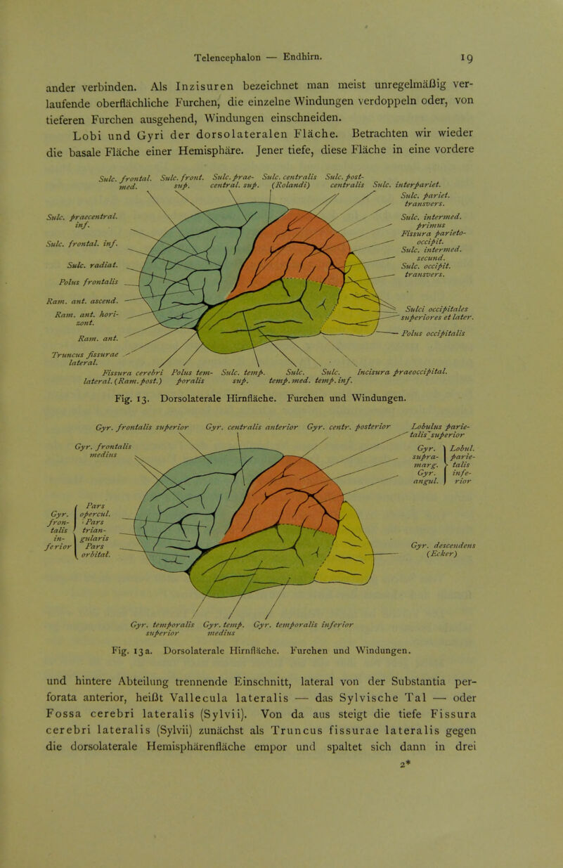 ander verbinden. Als Inzisuren bezeichnet man meist unregelmafJig ver- laufende oberfliichliche Furchen, die einzelne Windungen verdoppeln oder, von tieferen Furchen ausgehend, Windungen einschneiden. Lobi und Gyri der dorsolateralen Flache. Betrachten wir wieder die basale Flache einer Hemisphare. Jener tiefe, diese Flache in eine vordere Siilc. frontal. Snlc. front. Sulc.prae- Sulc. centralis Side, post tned. central. suj>. (Rolandi) Sulc. praecetitral. inf. Sulc. frontal, inf. Sulc. radiat. Pohis frontalis Ravi. ant. ascend. Ram. ant. hori- zont. Ram. ant. centralis Snlc, i7iterpariet. Sulc. pariet. transvers. Sulc. interjned. primus Fissura parieto- occipit. Sulc. internied. secund. Sulc. occipit. transvers. Sulci occipitales superiores et later. Polus occipitalis Truncus fissurae lateral. Fissura cerebri Polus tern- Sulc. temp. Sulc. Sulc. Incisura praeoccipital. lateral. {Ram.post.) poralis sup. temp. med. temp. inf. Fig. 13. Dorsolaterale Hirnflache. Furchen und Windungen. Gyr. frontalis superior Gyr. centralis anterior Gyr. centr. posterior Gyr. frontalis tnediiis / Pars Gyr. I opercul. fron- I • Pars talis ' tria?i- iti- I gularis ferior I Pars \ orbital. Gyr. temporalis Gyr. temp. Gy7\ temporalis inferior superior medius Lobulus parie- talisjsuperior Lobul. parie- • talis infe- rior Gyr. descendens (Ecker) Fig. 13a. Dorsolaterale Hirnflache. Furchen und Windungen. und hintere Abteilung trennende Einschnitt, lateral von der Substantia per- forata anterior, heilJt Vallecula lateralis — das Sylvische Tal — oder Fossa cerebri lateralis (Sylvii). Von da aus steigt die tiefe Fissura cerebri lateralis (Sylvii) zunachst als Truncus fissurae lateralis gegen die dorsolaterale Hemispharenfliiche empor und spaltet sich dann in drei