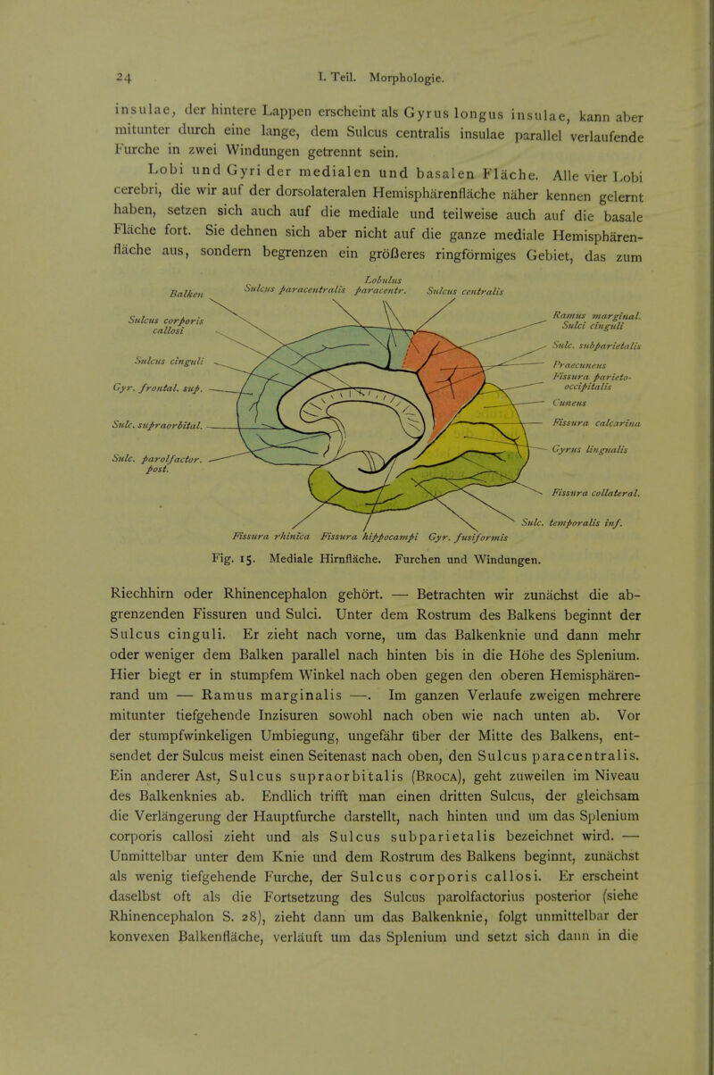 insulae, der hintere Lappen erscheint als Gyrus longus insulae, kann aber mitunter durch eine lange, dera Sulcus centralis insulae parallel verlaufende Furche in zwei Windungen getrennt sein. Lobi undGyrider medialen und basalen Flache. AUe vier Lobi cerebri, die wir auf der dorsolateralen Hemispharenflache naher kennen gelernt haben, setzen sich auch auf die mediale und teilweise auch auf die basale Flache fort. Sie dehnen sich aber nicht auf die ganze mediale Hemispharen- flache aus, sondern begrenzen ein groBeres ringformiges Gebiet, das zum Balkeu Sulcus corporis cnllosi Sulcus cinguli Gyr. frontal, sup. Snlc. supraorbital. - Sulc. parolfactor. post. Lobulus Sulcus paracentralis paracentr. Sulcus centralis Ramus marginal. Sulci cinguli Sulc. subparietalis Praecuneus Fissura parieto- occipitalis Cuneus Fissura calc.xrina ~— Gyrus litigualis Fissura collateral. Sulc. temporalis inf. Fissura rhinica Fissura hippocampi Gyr. fusiformis Fig. 15. Mediale Hiraflache. Furchen und Windungen. Riechhirn oder Rhinencephalon gehort. — Betrachten wir zunachst die ab- grenzenden Fissuren und Sulci. Unter dem Rostrum des Balkens beginnt der Sulcus cinguli. Er zieht nach vorne, um das Balkenknie und dann mehr oder weniger dem Balken parallel nach hinten bis in die Hohe des Splenium. Hier biegt er in stumpfem Winkel nach oben gegen den oberen Hemispharen- rand um — Ramus marginalis —. Im ganzen Verlaufe zweigen mehrere mitunter tiefgehende Inzisuren sowohl nach oben wie nach unten ab. Vor der stumpfwinkeligen Umbiegung, ungefahr tiber der Mitte des Balkens, ent- sendet der Sulcus meist einen Seitenast nach oben, den Sulcus paracentralis. Ein anderer Ast^ Sulcus supraorbitalis (Broca), geht zuweilen im Niveau des Balkenknies ab. Endlich trifft man einen dritten Sulcus, der gleichsam die Verlangerung der Hauptfurche darstellt, nach hinten und um das Splenium corporis callosi zieht und als Sulcus subparietalis bezeichnet wird. — Unmittelbar unter dem Knie und dem Rostrum des Balkens beginnt, zunachst als wenig tiefgehende Furche, der Sulcus corporis callosi. Er erscheint daselbst oft als die Fortsetzung des Sulcus parolfactorius posterior (siehe Rhinencephalon S. 28), zieht dann um das Balkenknie, folgt unmittelbar der konvexen Balken flache, verlauft um das Splenium und setzt sich dann in die