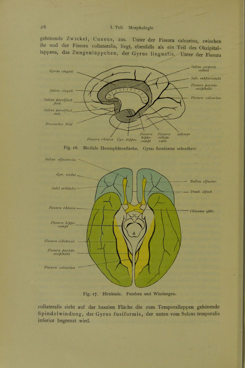 gehorende Zwickel, Cuneus, aus. Unter der Fissura calcarina, xwischen ihr und der Fissura collateralis, Hegt, ebenfalls als ein Teil des Okzipital- lappens, das Zungenlappchen, der Gyrus lingualis. Unter der Fissura Gyrus cinguli Sulcus cinguli Sulcus parol/act. post. Sulcus parolfact. ant. Brocasches Feld Sulcus corporis callosi Sulc. subparietalis Fissura ^arieto- occipitalis Fissura calcarina Fissura Fissura Isthmus T- J • • ^ , ., , hippo- collate- iHssura rhmica Gyr. luppoc. ^^^^ Fig. 16. Mediale Hemispharenflache. Gyrus fomicatus schraffiert. Sulcus ol/actorius Gyr. rectus Sulci orbitales Fissura rfunic a Fiss7ira hippo- campi Fissura collateral. Fissura paricto- occipitalis Fissura calcarina Bulbils olfactor. Tract, olfact. Chiasma optic. Fig. 17. Hirnbasis. Furclien und Windungen. collateralis zieht auf der basalen Flache die zum Temporallappen gehorende Spindelwindung, der Gyrus fusiformis, der unten vom Sulcus temporalis inferior begrenzt wird.