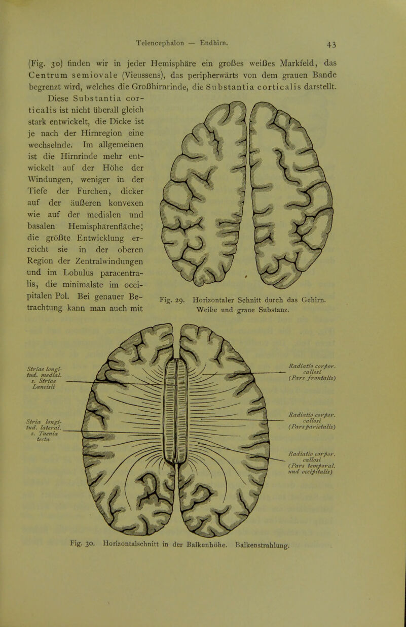 (Fig. 30) finden wir in jeder Hemisphare ein grofies weif3es Markfeld, das Centrum semiovale (Vieussens), das peripherwarts von dem grauen Bande begrenzt wird, welches die Grofihirnrinde, die Substantia corticalis darstellt. Diese Substantia cor- ticalis ist nicht iiberall gleich stark entwickelt, die Dicke ist je nach der Himregion eine wechselnde. Im allgemeinen ist die Hirnrinde mehr ent- wickelt auf der Hohe der Windungen, weniger in der Tiefe der Furchen, dicker auf der aufJeren konvexen wie auf der medialen und basalen Hemispharenflache; die gr6/3te Entwicklung er- reicht sie in der oberen Region der Zentralwindungen und im Lobulus paracentra- lis, die minimalste im occi- pitalen Pol. Bei genauer Be- pig, ^g. Horizontaler Schnitt durch das Gehirn. trachtung kann man auch mit Weifi»e und graue Substanz. striae longi- tud. medial, s. Striae Lancisii Stria longi- tud. lateral, s. Taenia tecta Radiatio corpor. callosi (Pars frontalis) Radiatio corpor. callosi C Pa7-s parietalis) Radiatio corpor. callosi (Pars temporal, und occipitalis) Fig. 30. Horizontalschnitt in der Balkenhohe. Balkenstrahlung.