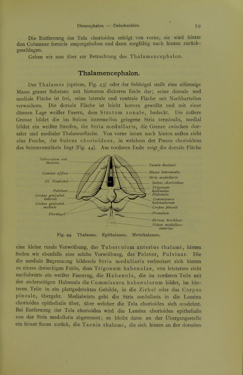 Die Entfernung der Tela chorioidea erfolgt von vorne, sie wird hinter den Columnae fornicis emporgehoben und dann sorgfiiltig nach hinten zurUck- geschlagen. Gehen wir nun iiber zur Betrachtung des Thalaraencephalon. Thalamencephalon. Der Thalamus (opticus, Fig. 43) oder der Sehhiigel stellt eine eiformige Masse grauer Substanz mit hinterem dickeren Ende dar; seine dorsale und mediale Flache ist frei, seine laterale und ventrale Flache mit Nachbarteilen verwachsen. Die dorsale Flache ist leicht konvex gewolbt und mit einer dunnen Lage weiDer Fasern, dem Stratum zonale, bedeckt. Die iiuBere Grenze bildet die im Sulcus intermedins gelegene Stria terminalis, medial bildet ein weifler Streifen, die Stria medullaris, die Grenze zwischen dor- saler und medialer Thalamusflache. Von vome innen nach hinten auBen zieht eine Furche, der Sulcus chorioideus, in welchem der Plexus chorioideus des Seitenventrikels liegt (Fig. 44). Am vorderen Ende zeigt die dorsale Flache Fig. 44. Thalamus. Epithalamus. Metathalamus. eine kleine runde Vorwolbung, das Tuberculum anterius thalami, hinten finden wir ebenfalls eine solche Vorwolbung, das Polster, Pulvinar. Die die mediale Begrenzimg bildende Stria medullaris verbreitert sich hinten zu einem dreieckigen Felde, dem Trigonum habenulae, von letzterem zieht medialwarts ein weiBer Faserzug, die Habenula, die im vorderen Teile mit der anderseitigen Habenula die Commissura habenularum bildet, im hin- teren Teile in ein plattgedriicktes Gebilde, in die Zirbel oder das Corpus pineale, tibergeht. Medialwarts geht die Stria medullaris in die Lamina chorioidea epithelialis uber, liber welcher die Tela chorioidea sich ausdehnt. Bei Entfernung der Tela chorioidea wird die Lamina chorioidea epithelialis von der Stria medullaris abgetrennt; es bleibt dann an der Ubergangsstelle ein feiner Saum ziirUck, die Taenia thalami, die sich hinten an der dorsalen